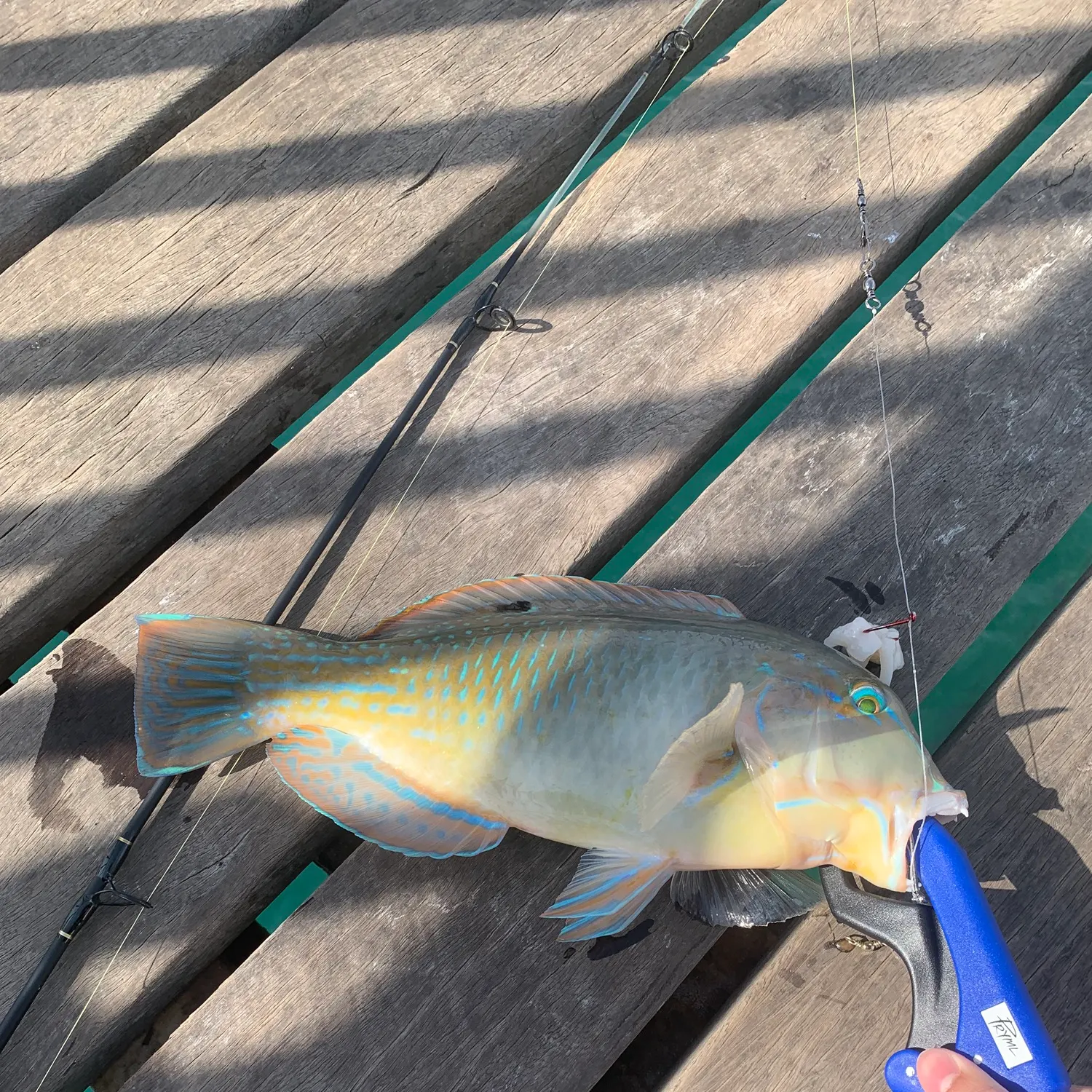 The most recent Blackspot tuskfish catches on Fishbrain