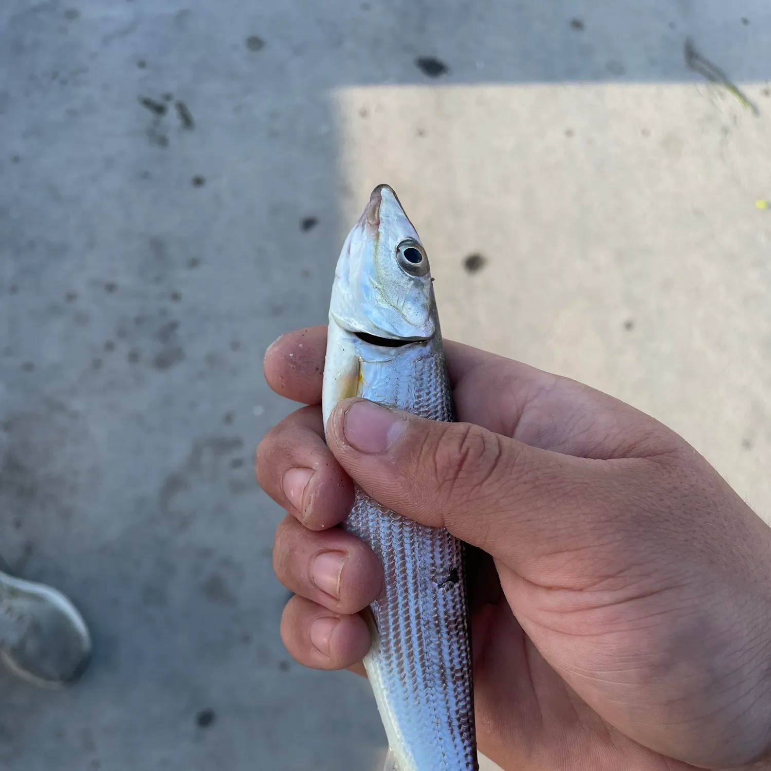 The most recent Cortez bonefish catches on Fishbrain