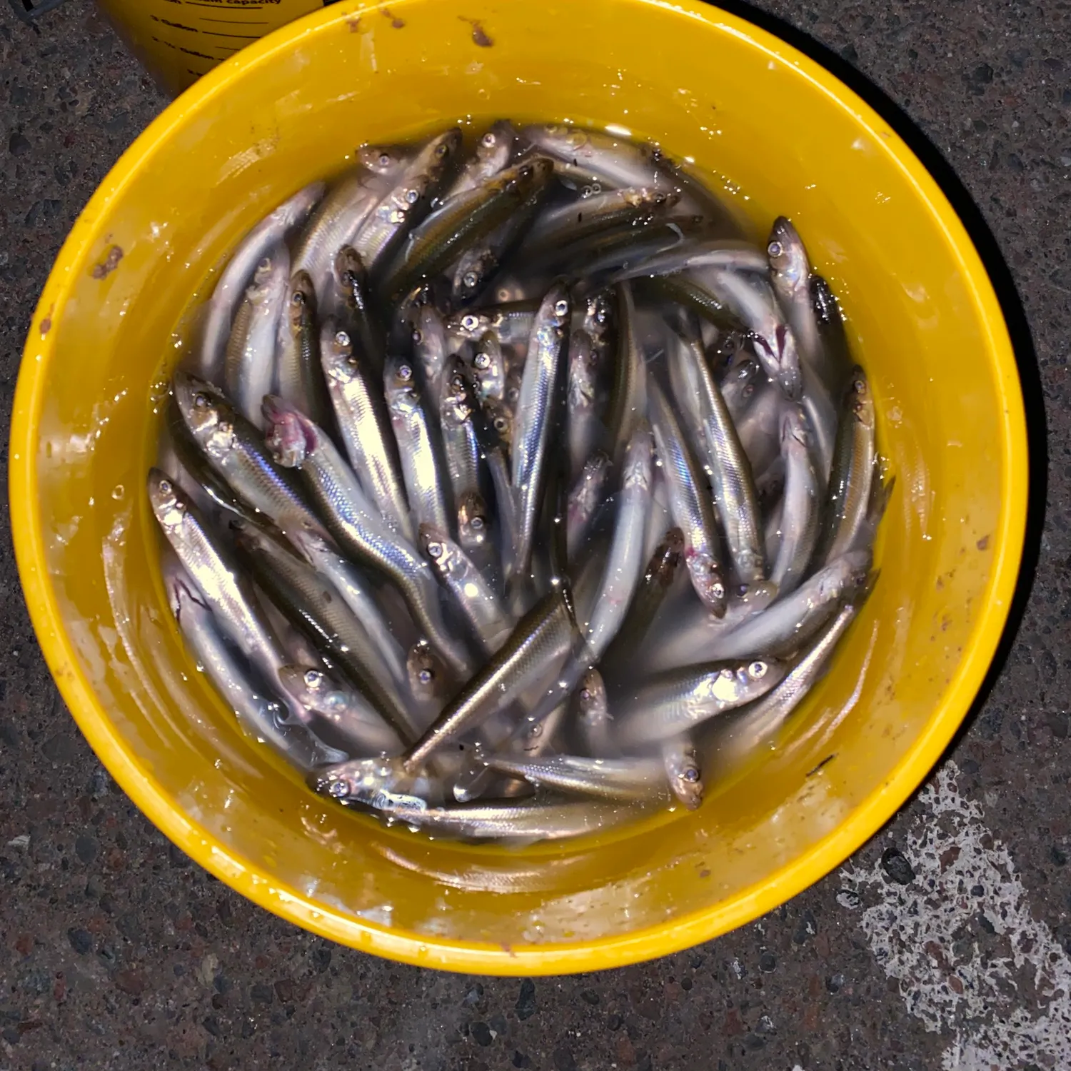 The most popular recent Atlantic rainbow smelt catch on Fishbrain