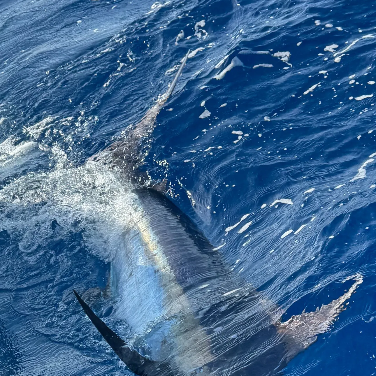 The most recent Indo-Pacific blue marlin catches on Fishbrain