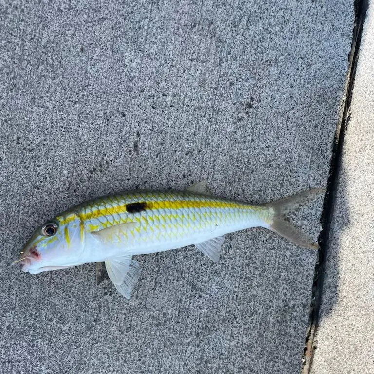 The most recent Yellowstripe goatfish catches on Fishbrain