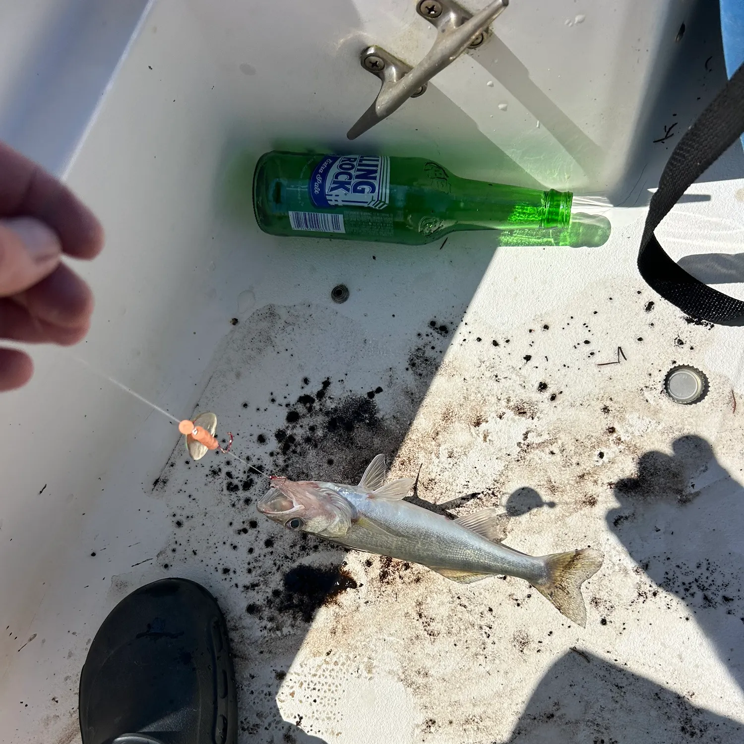 The most recent Walleye catches on Fishbrain