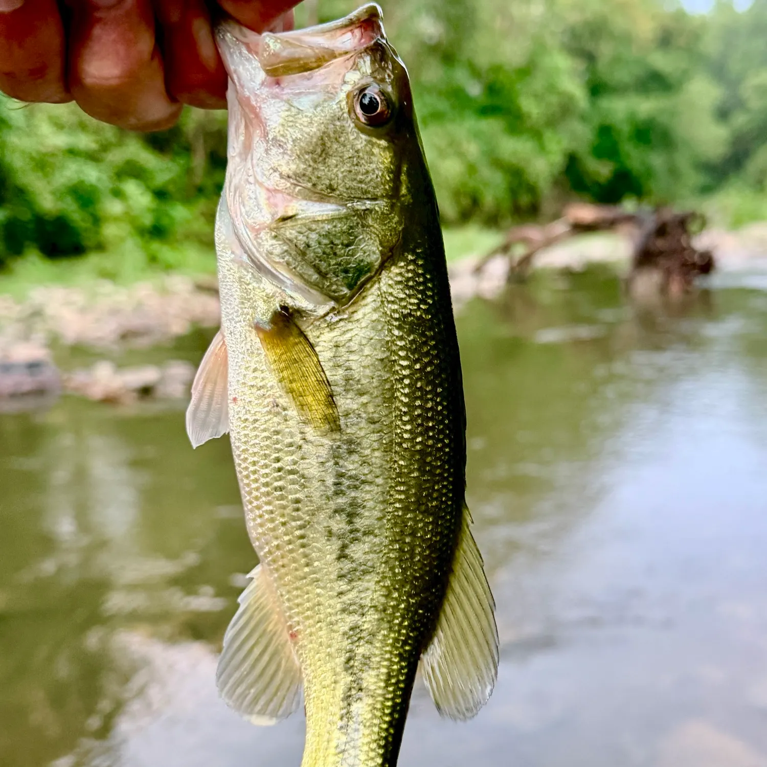 Largemouth bass caught on Fishbrain