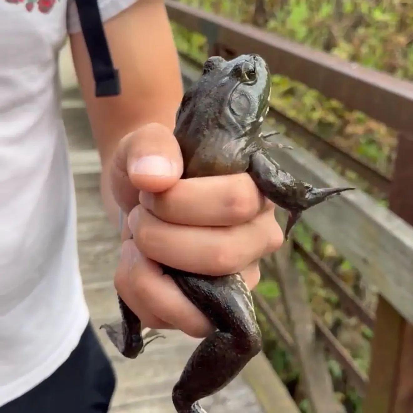 American bullfrog caught on Fishbrain