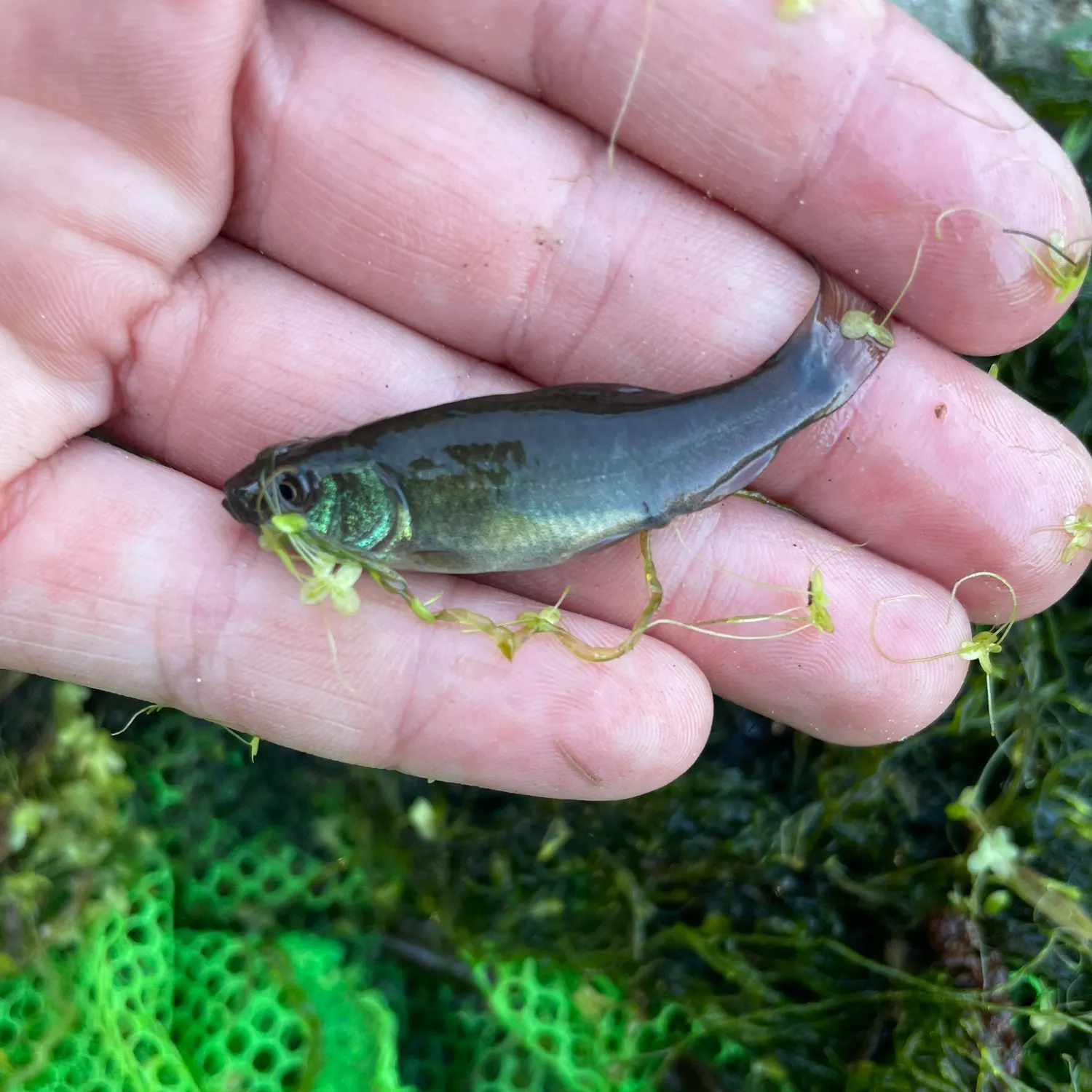 Fish caught on Fishbrain
