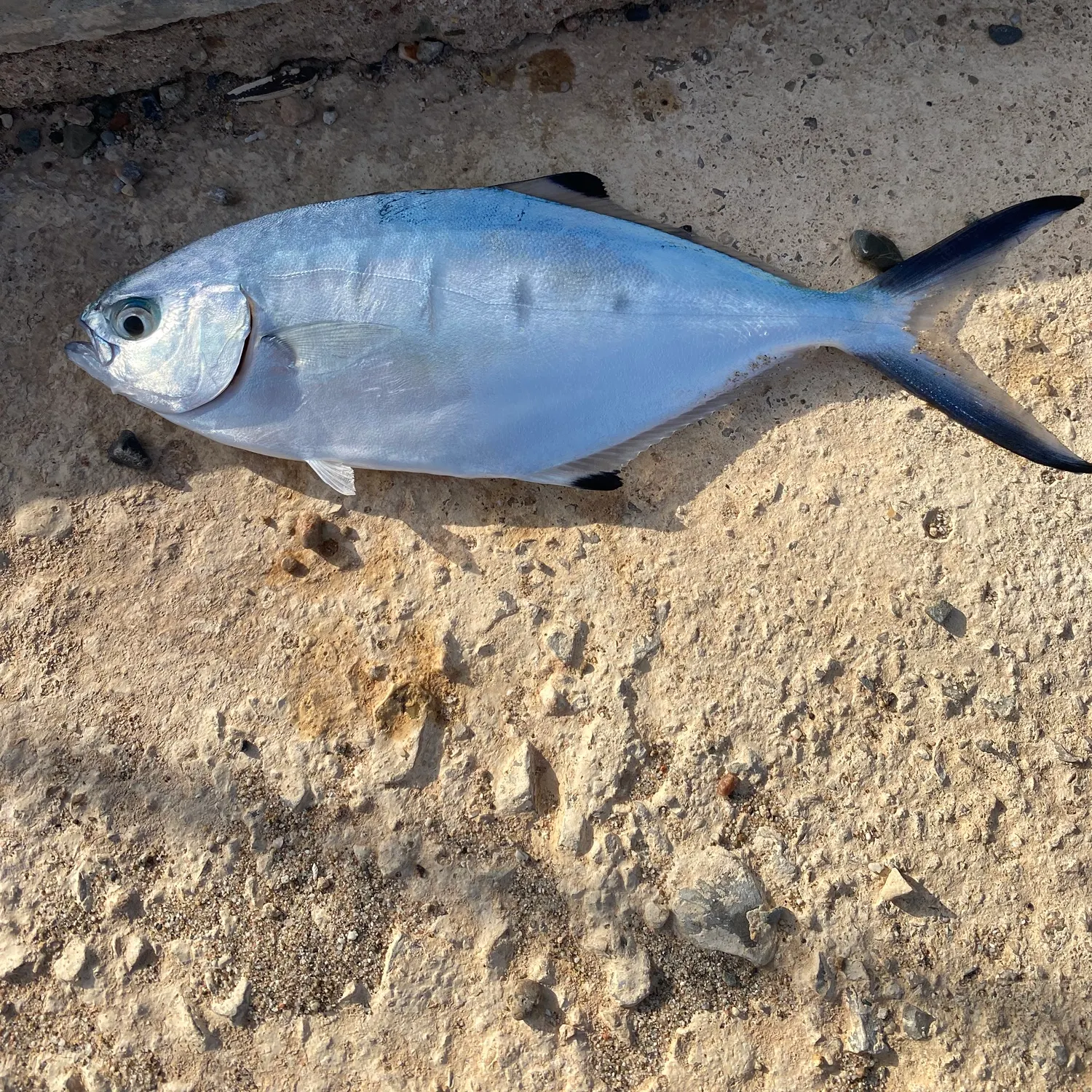 The most recent Derbio catches on Fishbrain