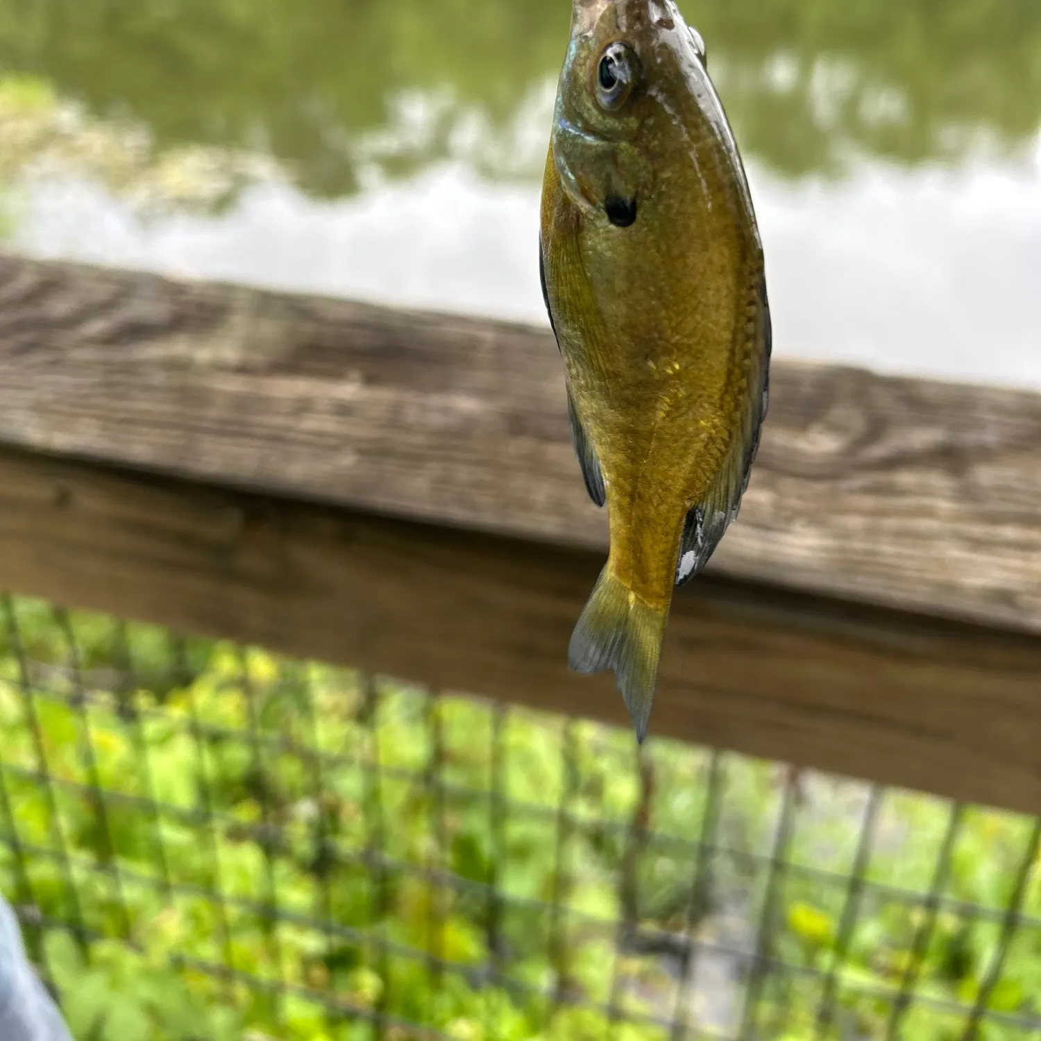 Bluegill caught on Fishbrain
