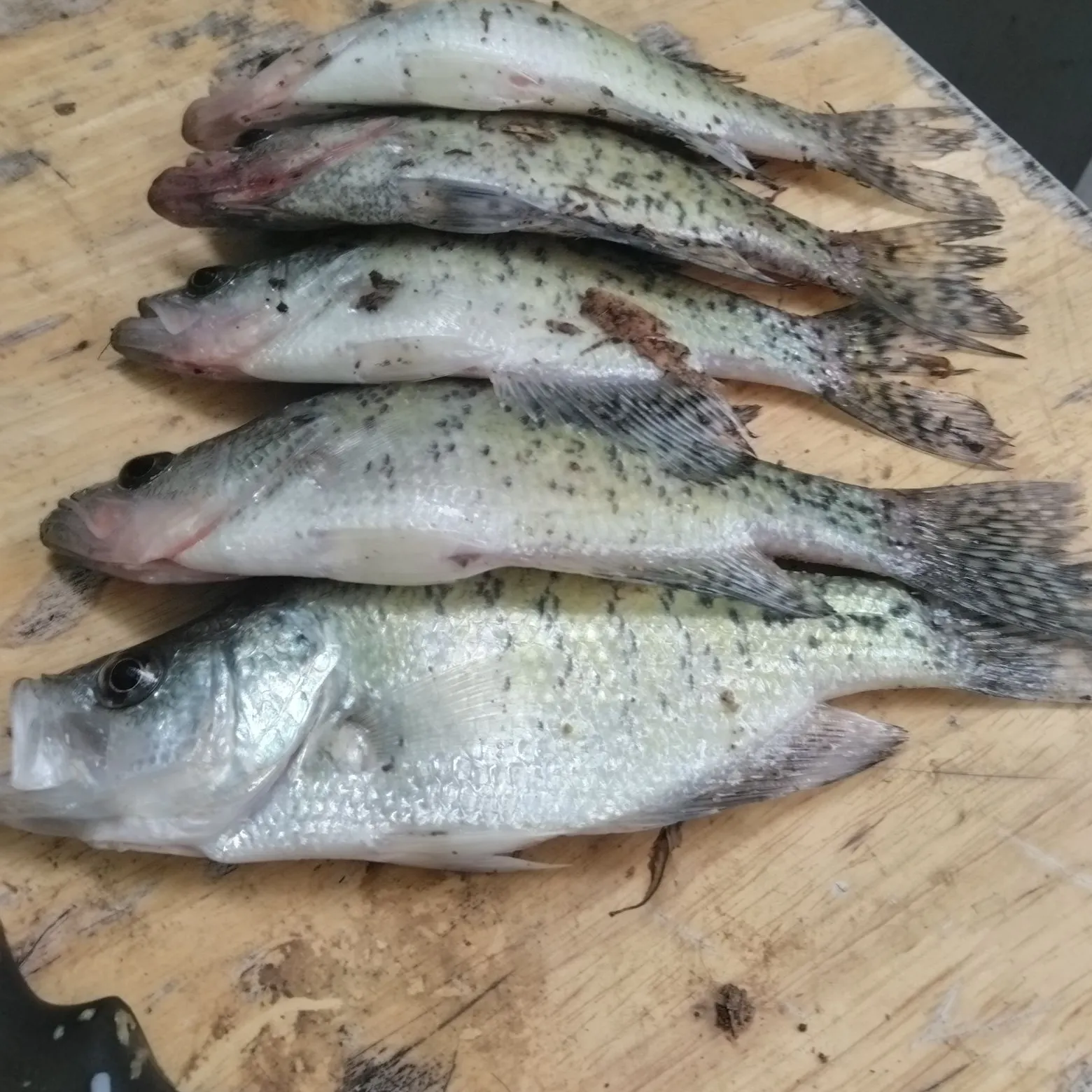 recently logged catches