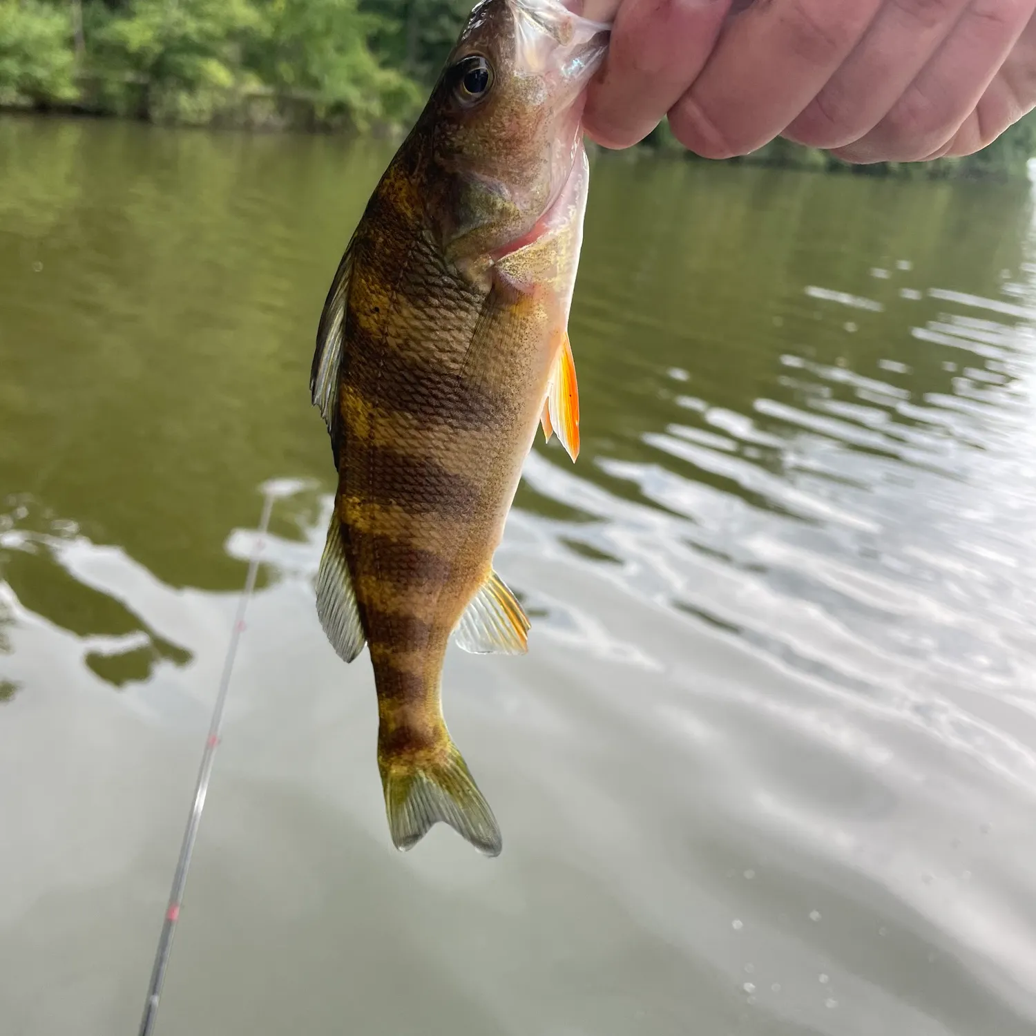 Yellow perch caught on Fishbrain
