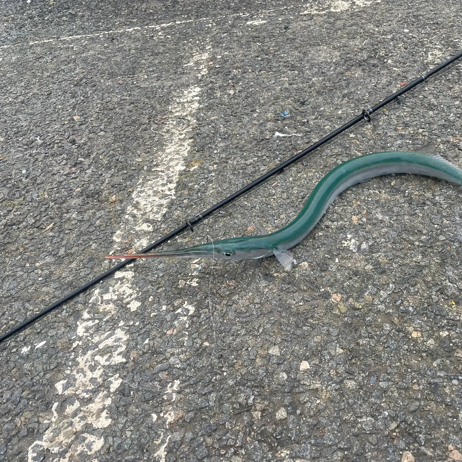 The most recent European garfish catches on Fishbrain