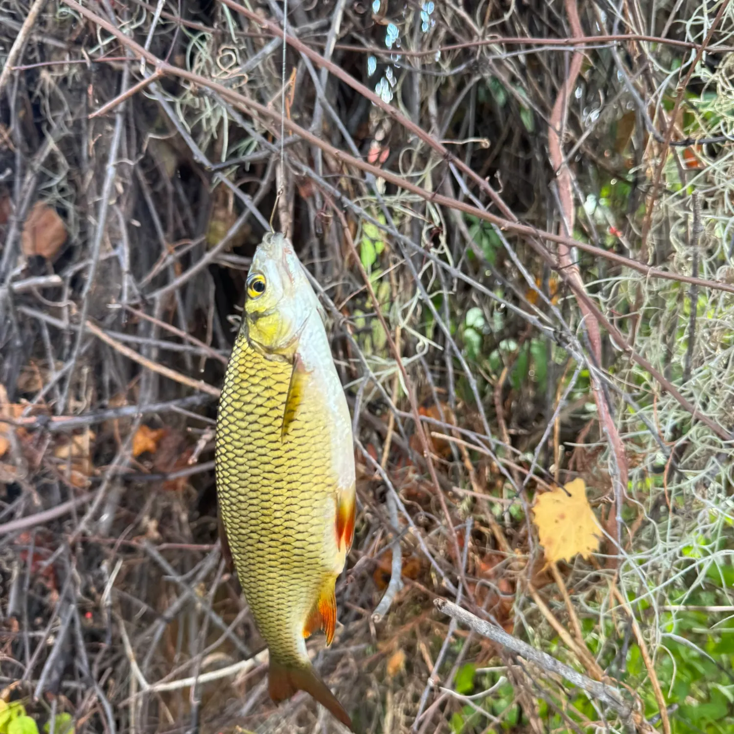 The most recent Golden shiner catches on Fishbrain