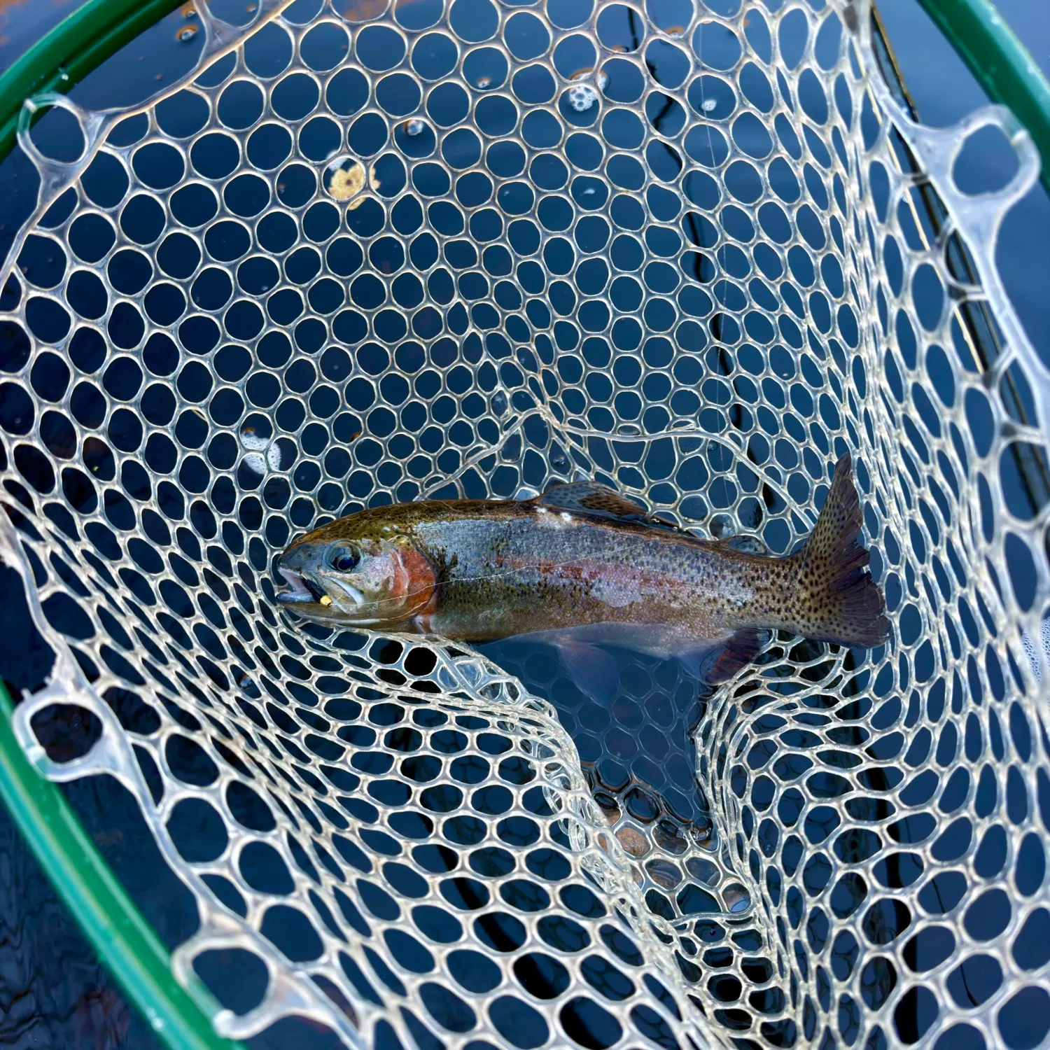 Rainbow trout caught on Fishbrain