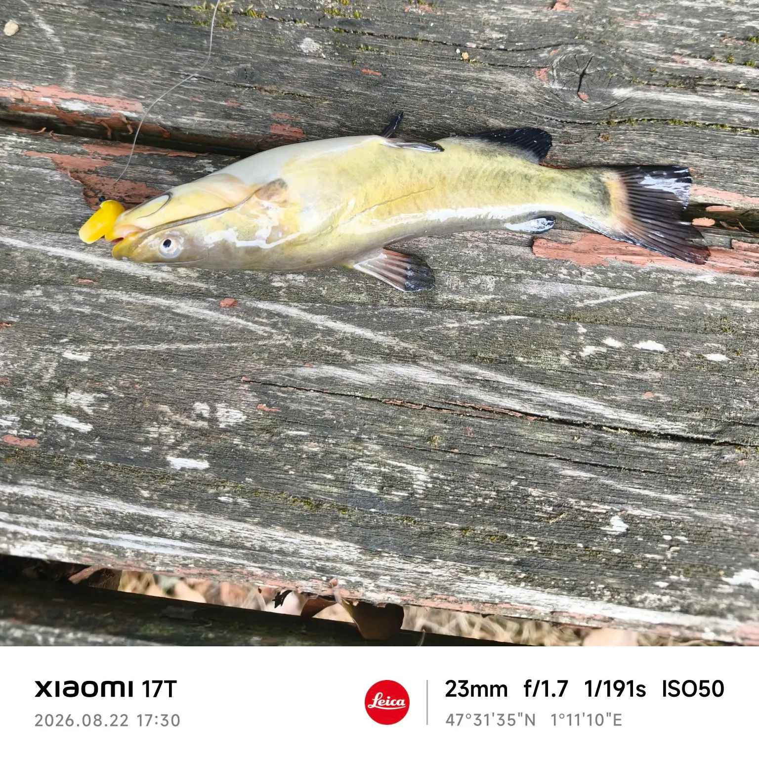 Black bullhead caught on Fishbrain