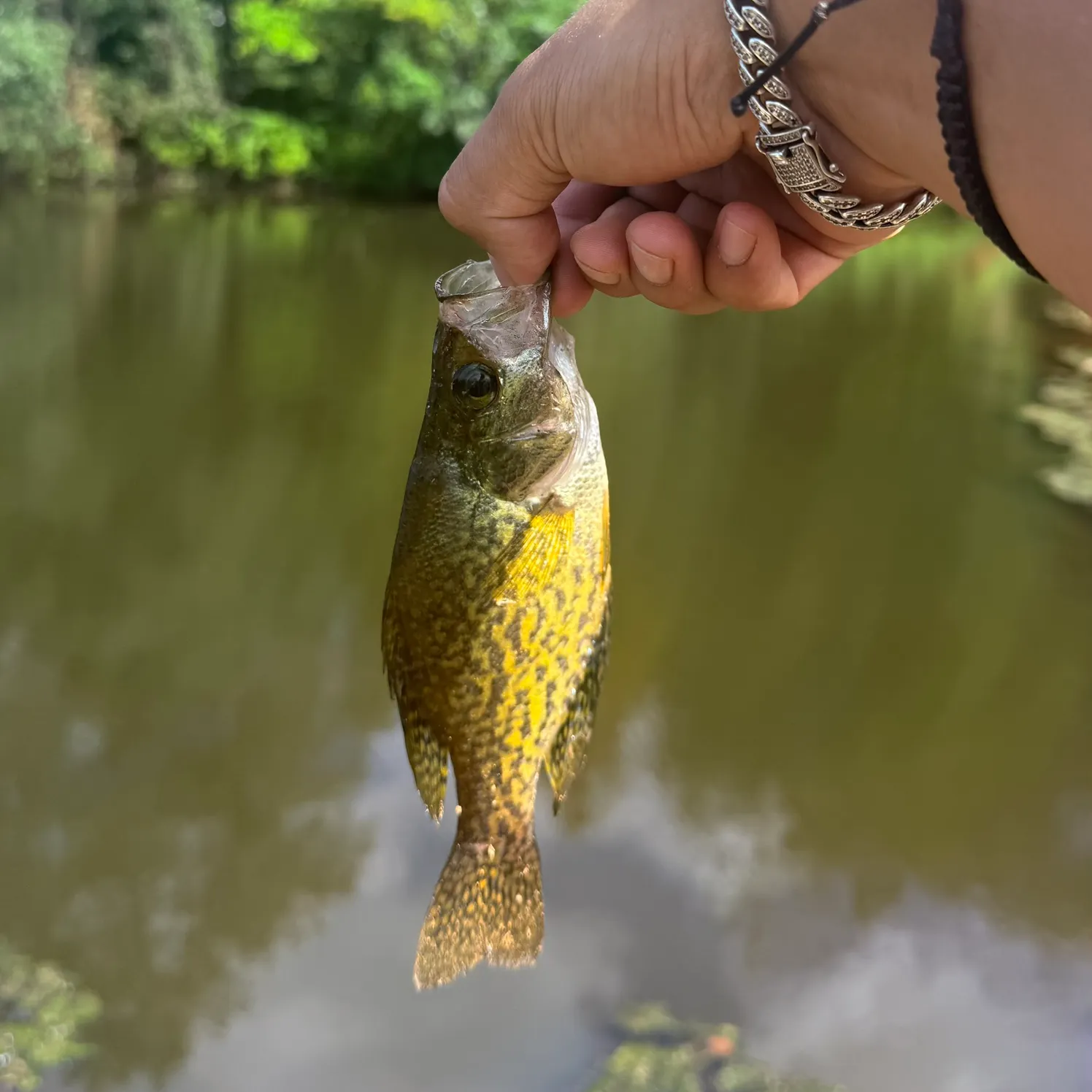 Black crappie caught on Fishbrain