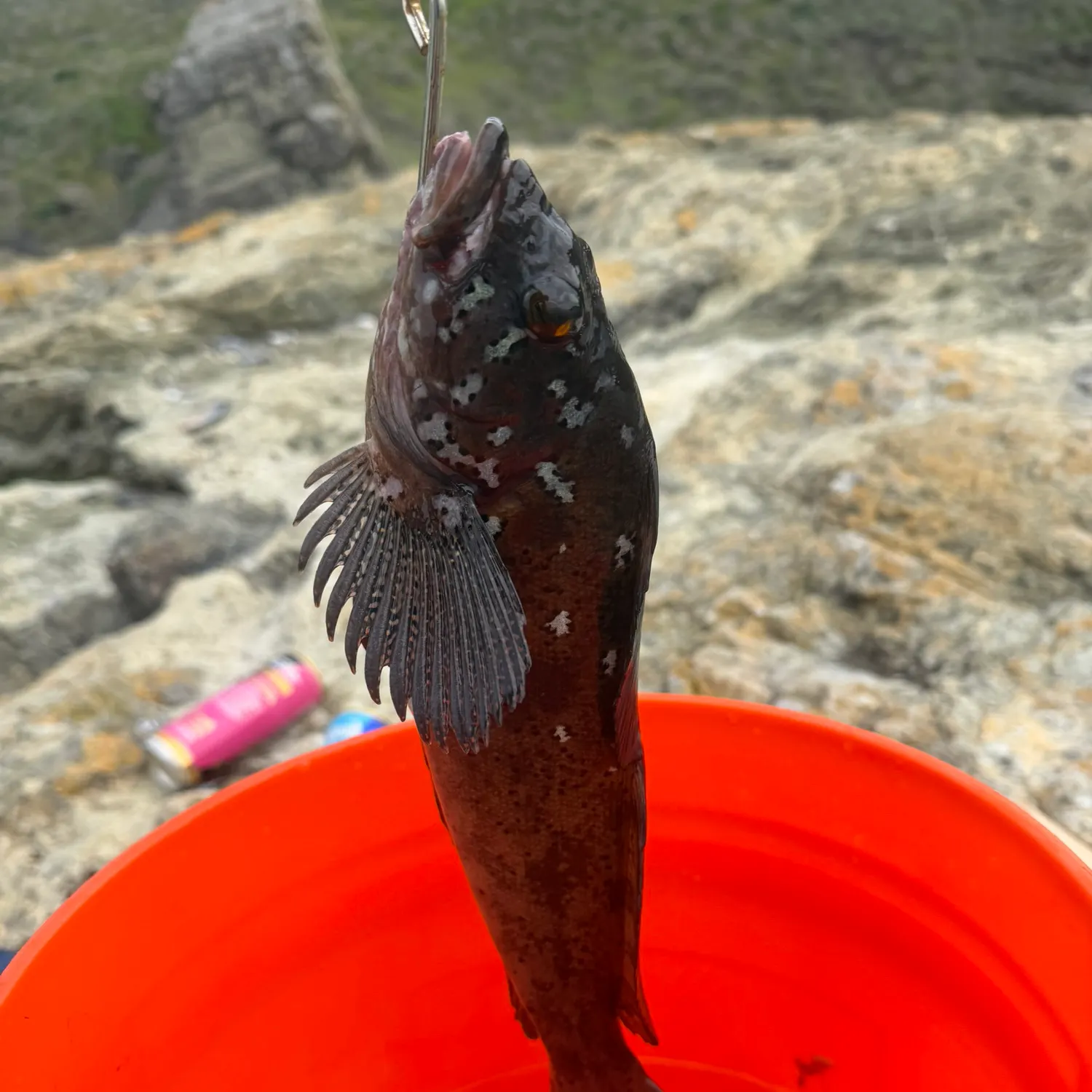 The most recent Blue rockfish catches on Fishbrain