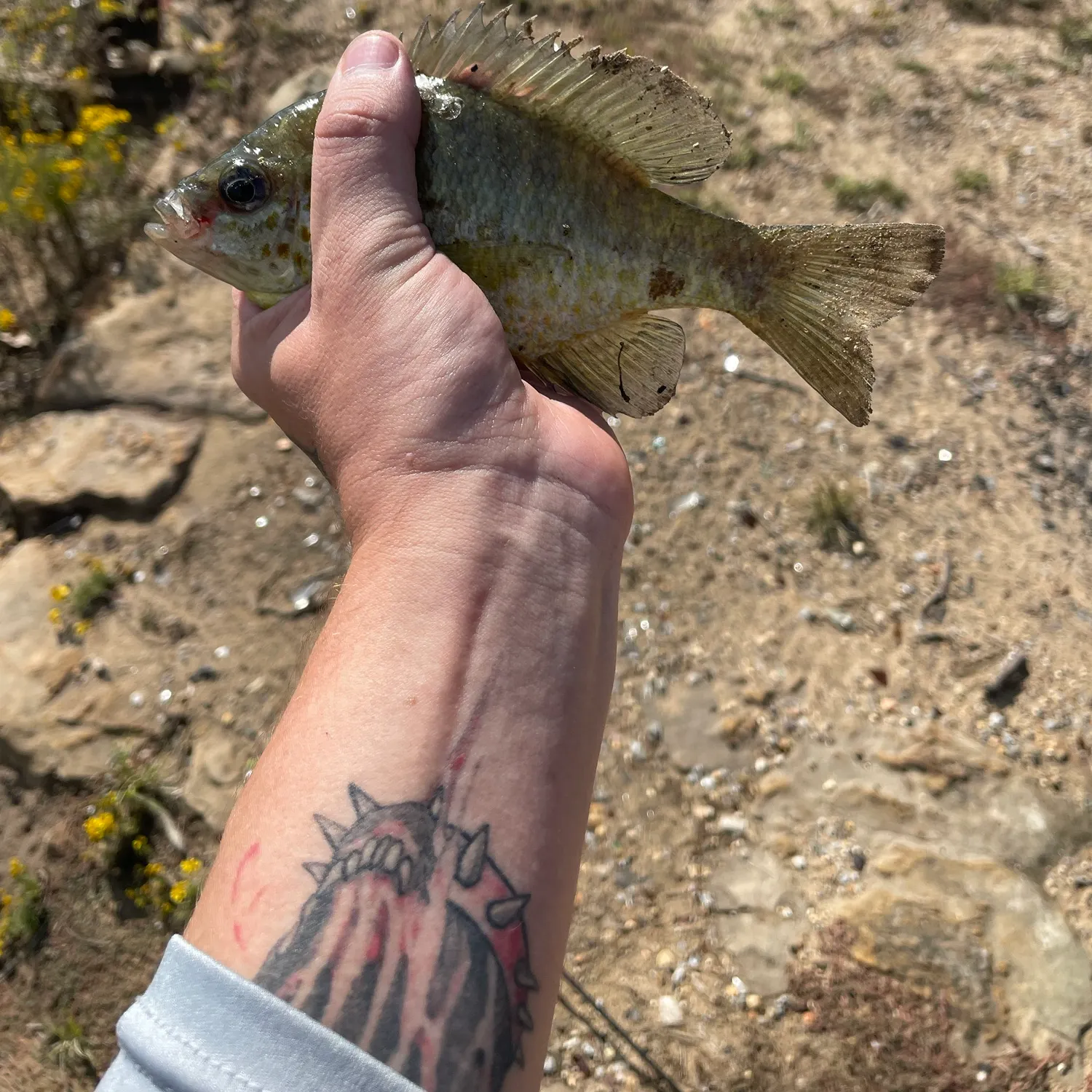 Redear sunfish caught on Fishbrain