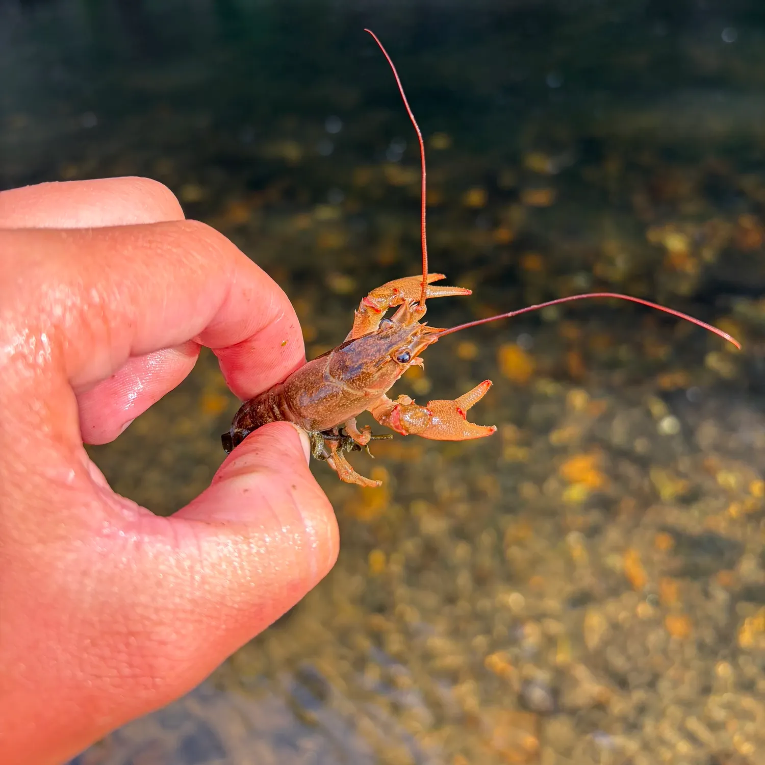 The most recent Appalachian brook crayfish catches on Fishbrain