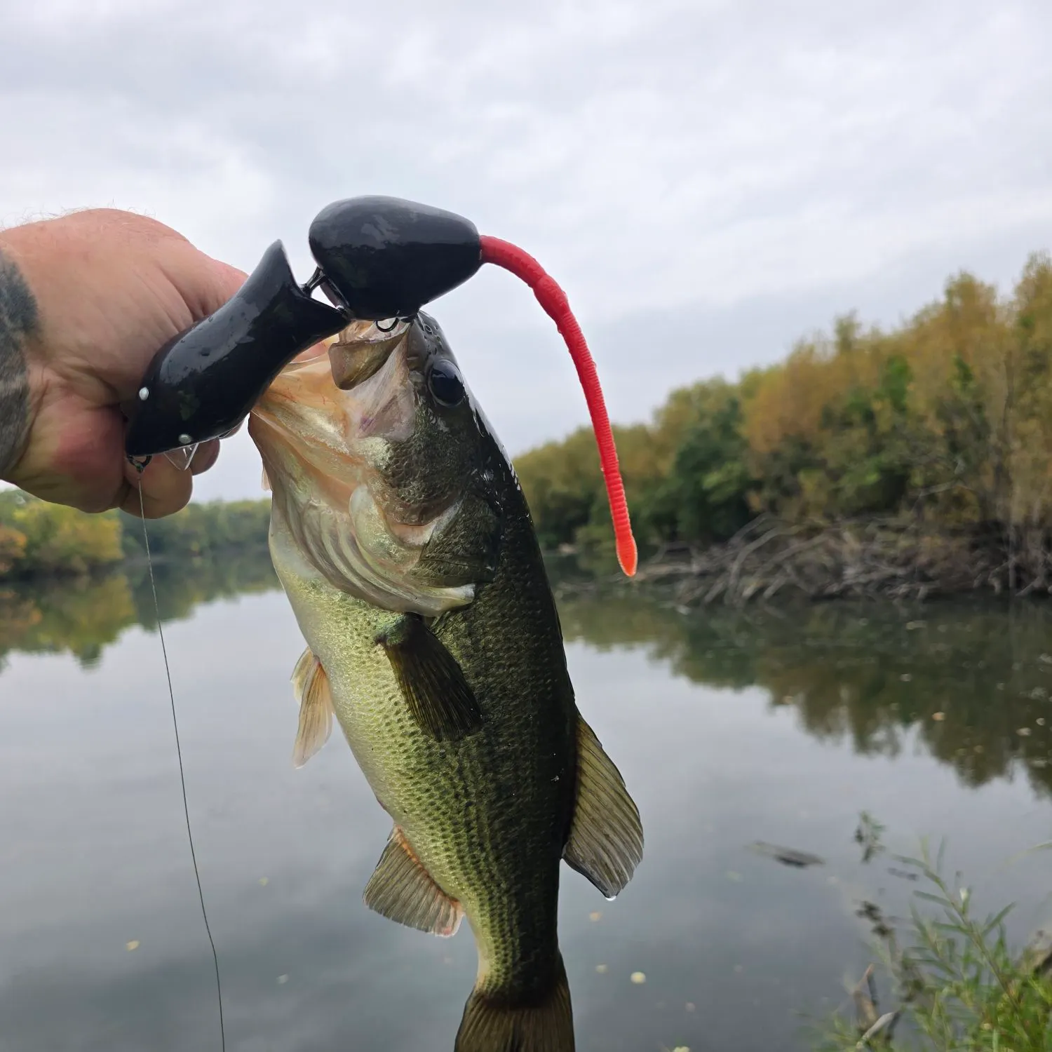 Largemouth bass caught on Fishbrain