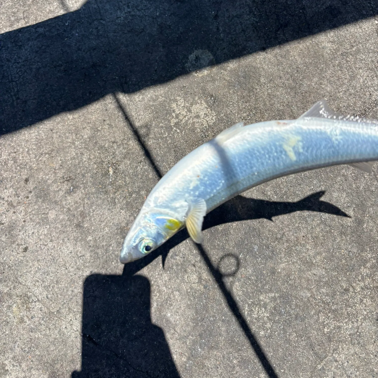 The most recent Jack silverside catches on Fishbrain