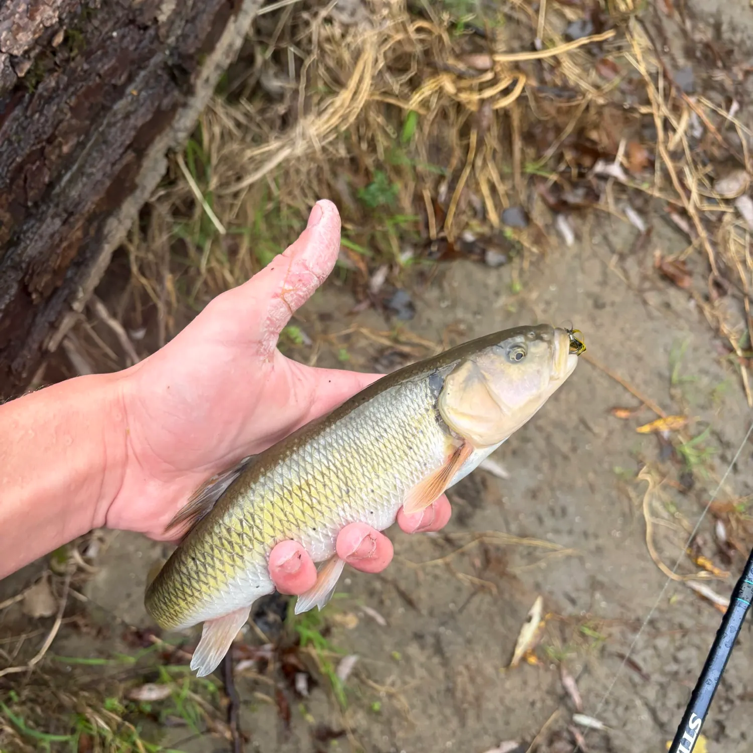 Creek chub caught on Fishbrain