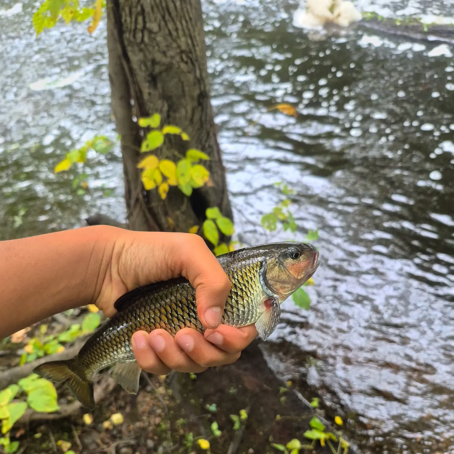 Fallfish caught on Fishbrain