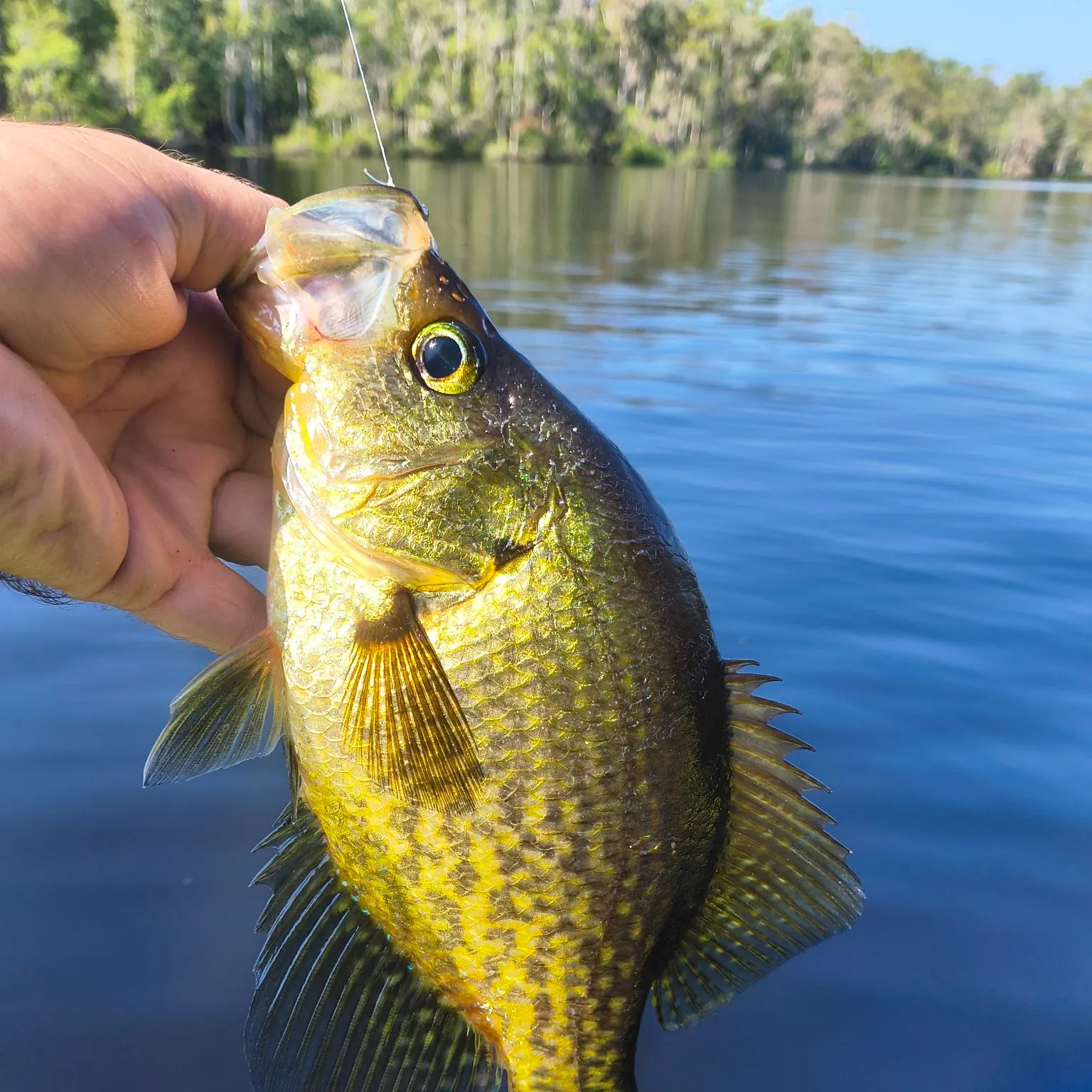 Black crappie caught on Fishbrain