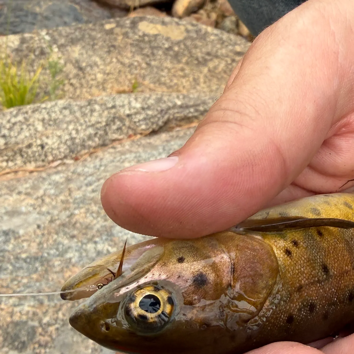 The most recent Lahontan cutthroat trout catches on Fishbrain