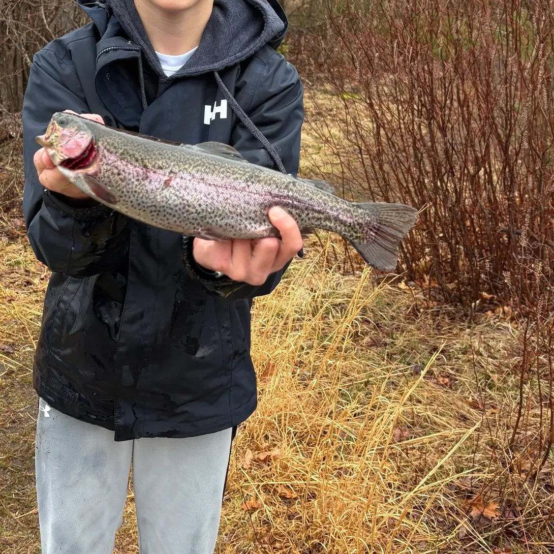 Rainbow trout caught on Fishbrain