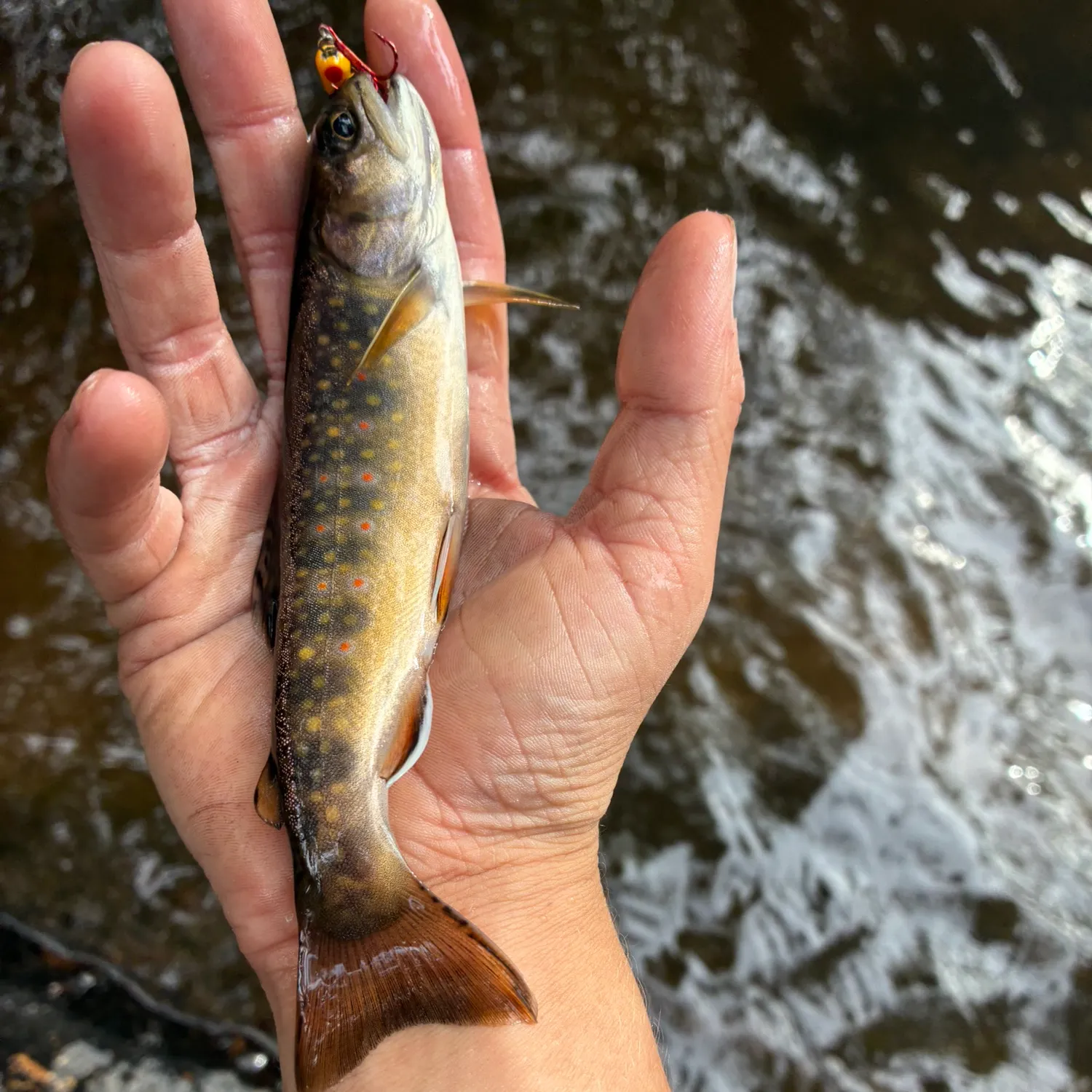 Brook trout caught on Fishbrain