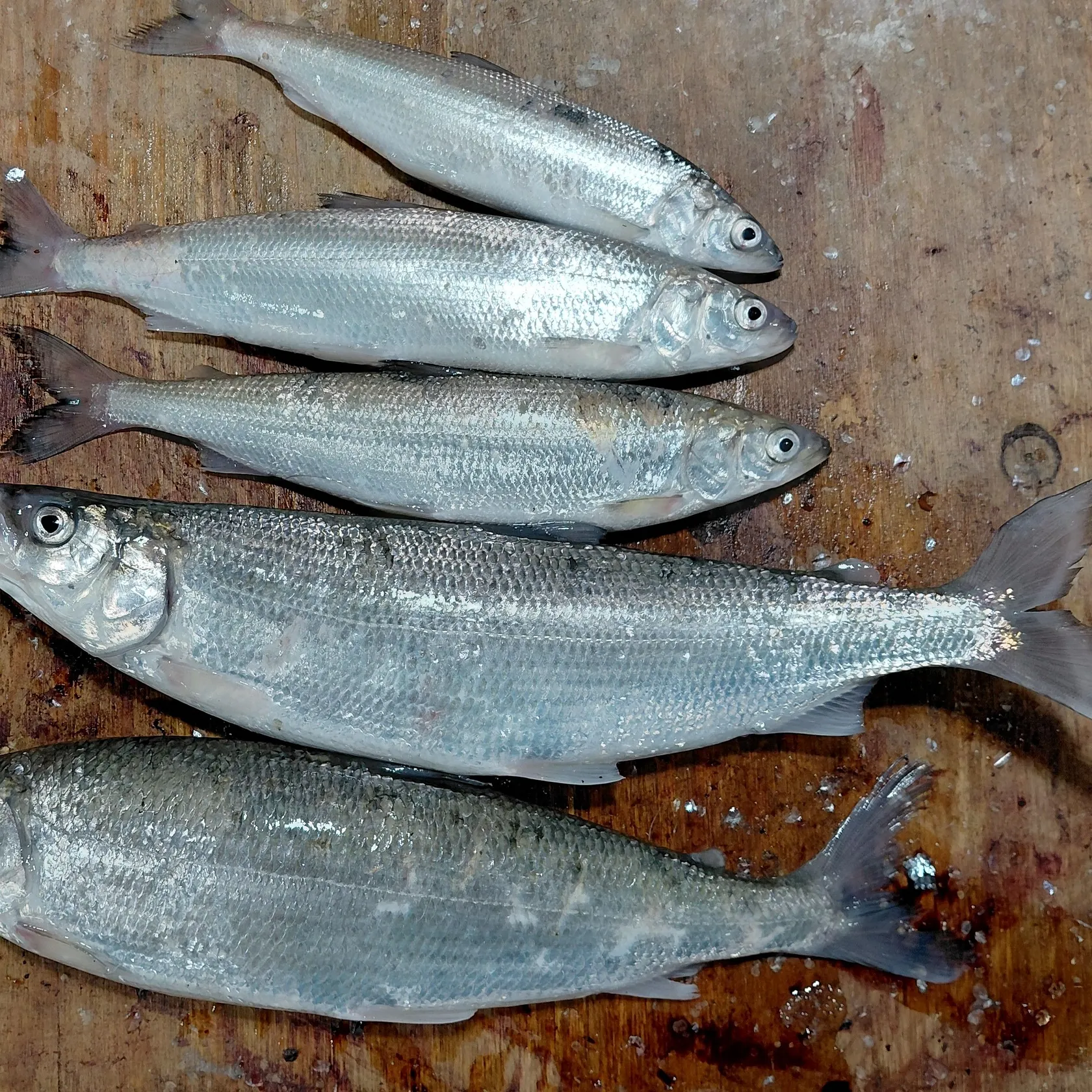 recently logged catches