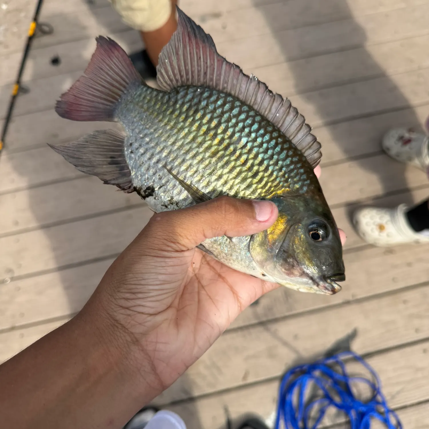 The most recent Redbreast tilapia catches on Fishbrain