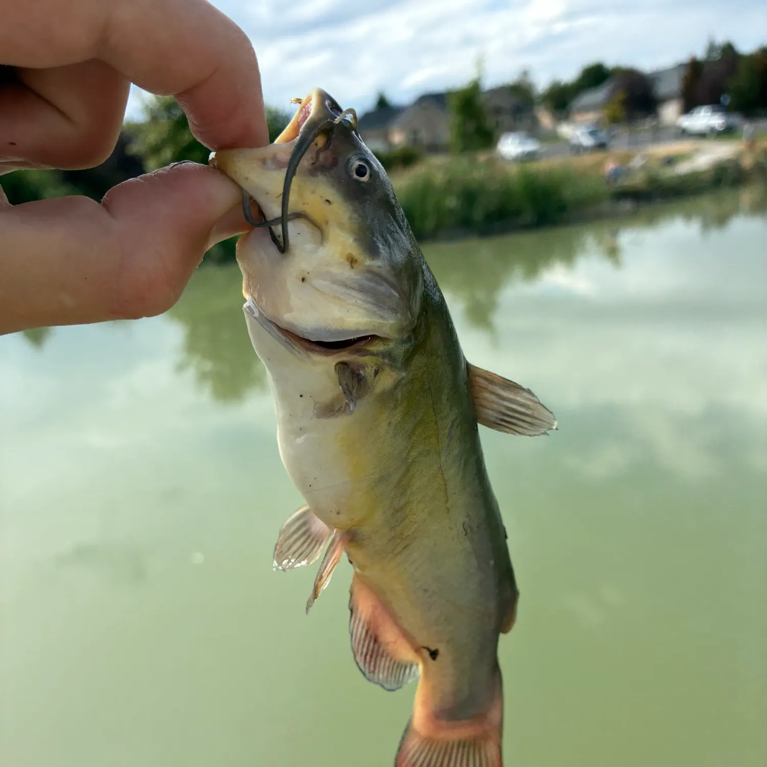 Black bullhead caught on Fishbrain
