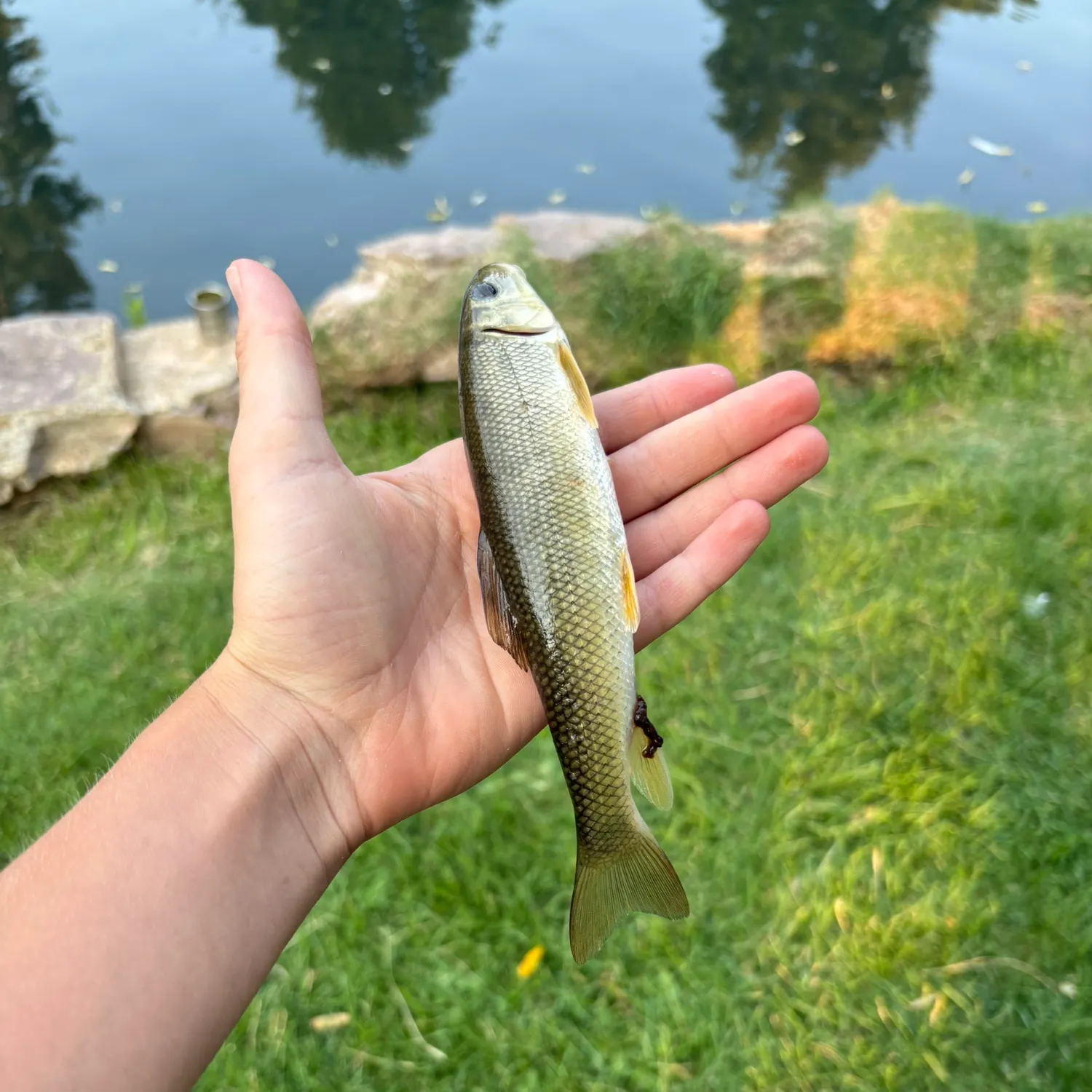 The most recent White sucker catches on Fishbrain