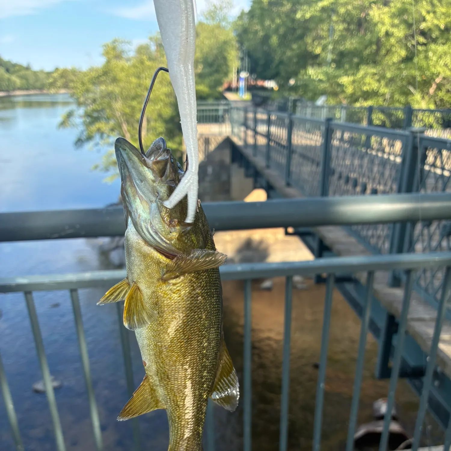 Smallmouth bass caught on Fishbrain