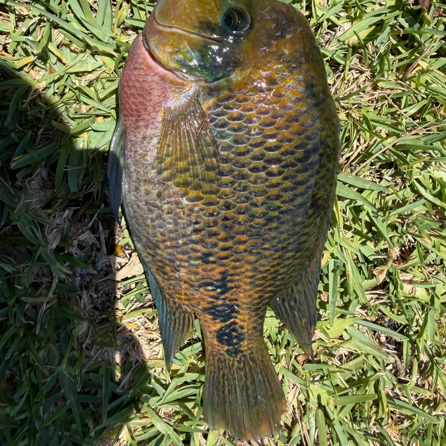 The most recent Blue tilapia catches on Fishbrain