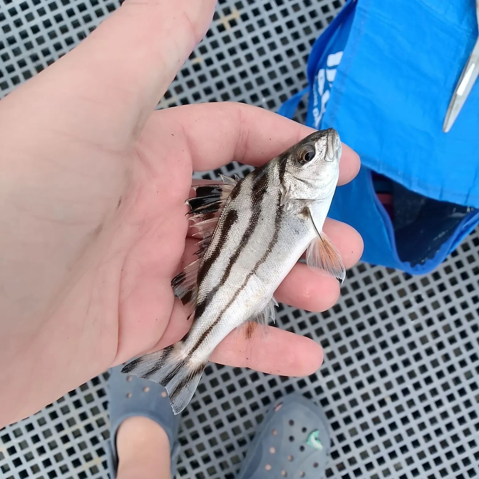 The most recent Jarbua terapon catches on Fishbrain