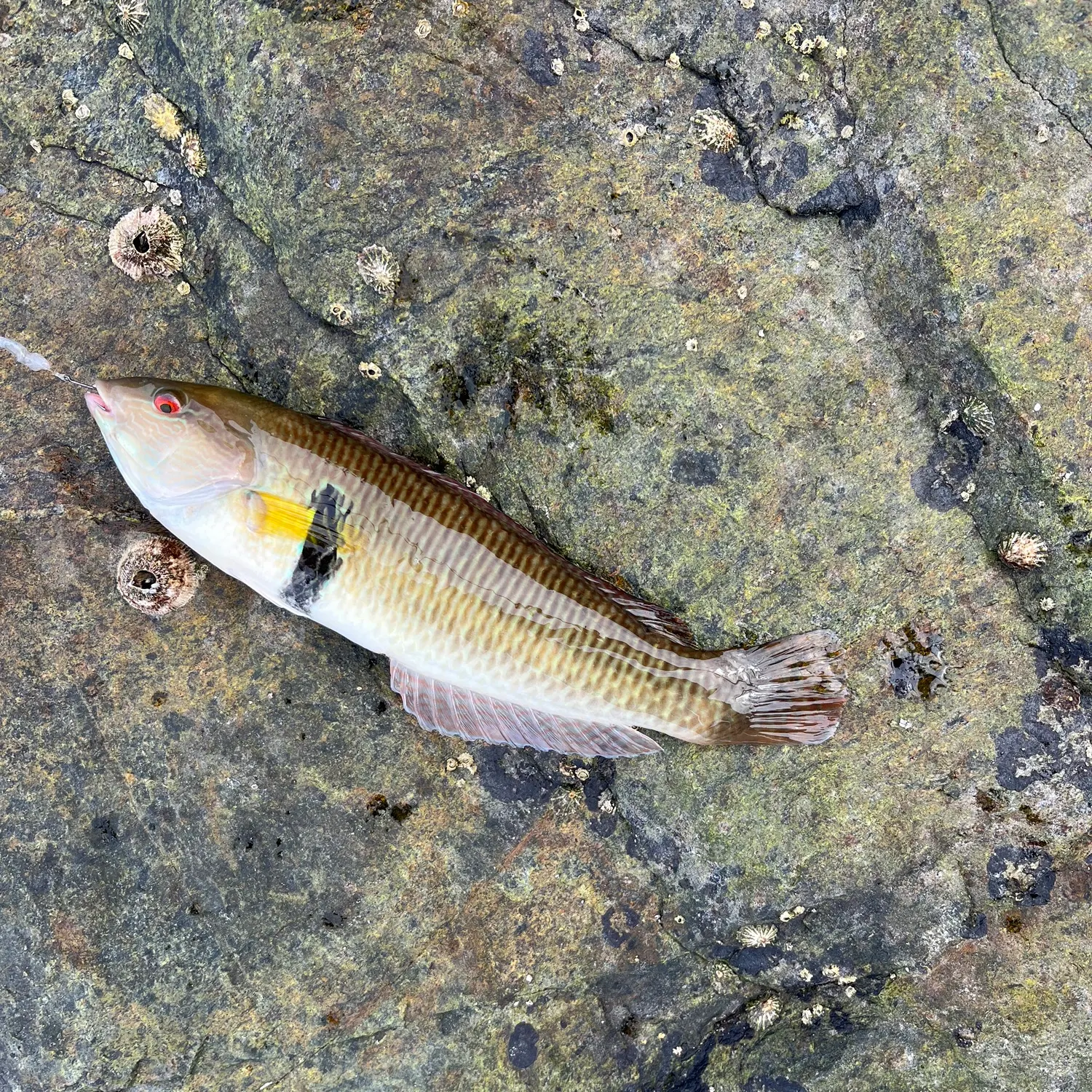 The most recent Rock wrasse catches on Fishbrain