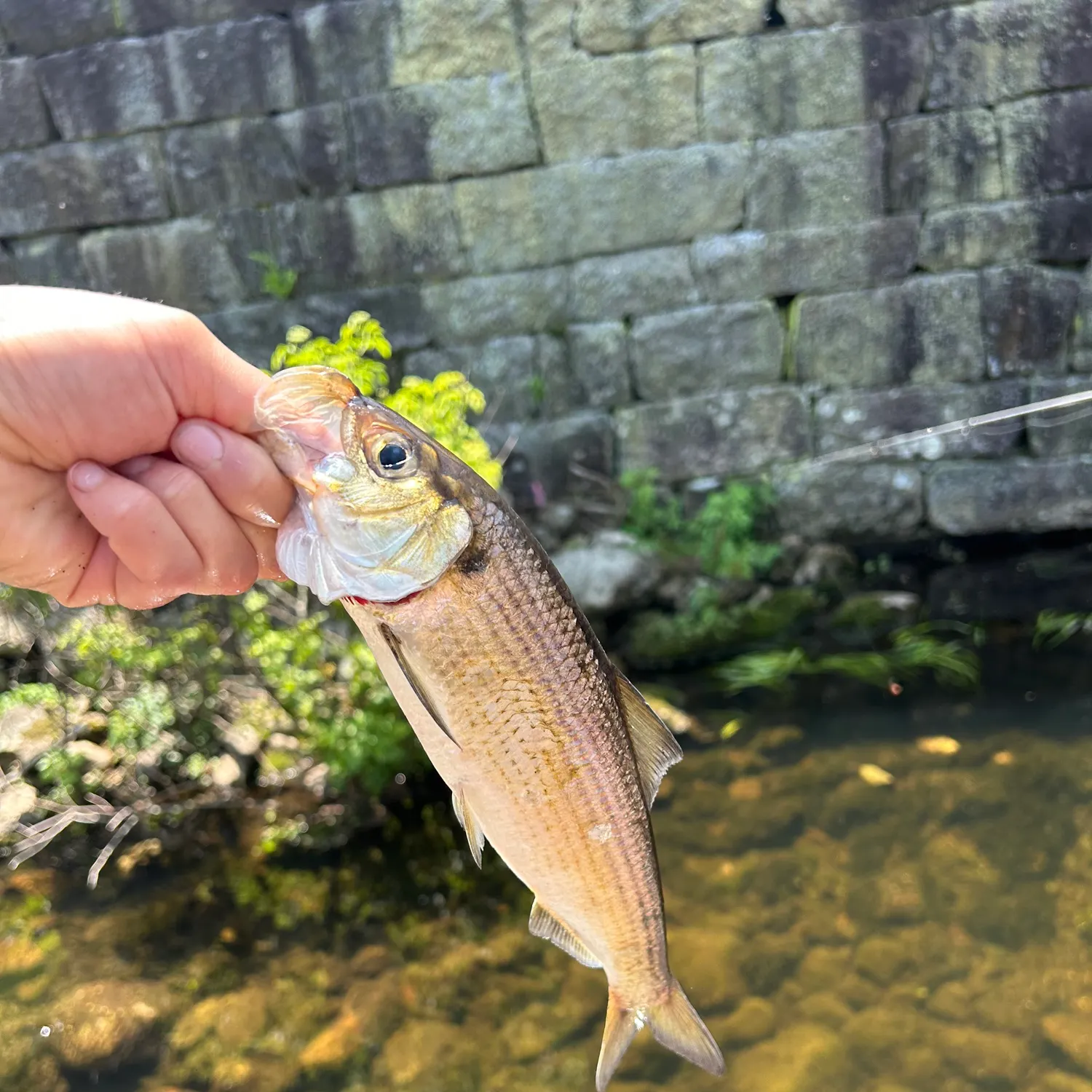 most liked catch image
