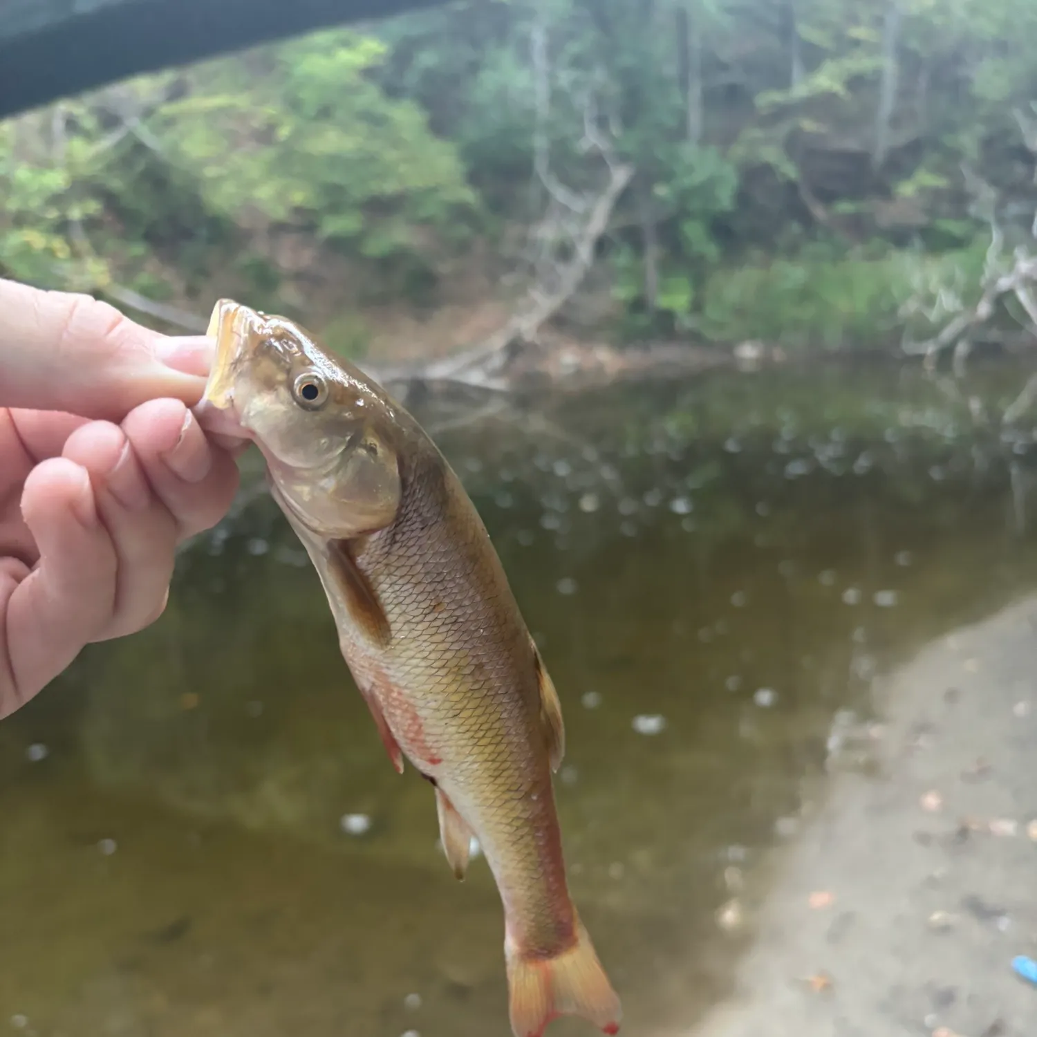 Creek chub caught on Fishbrain