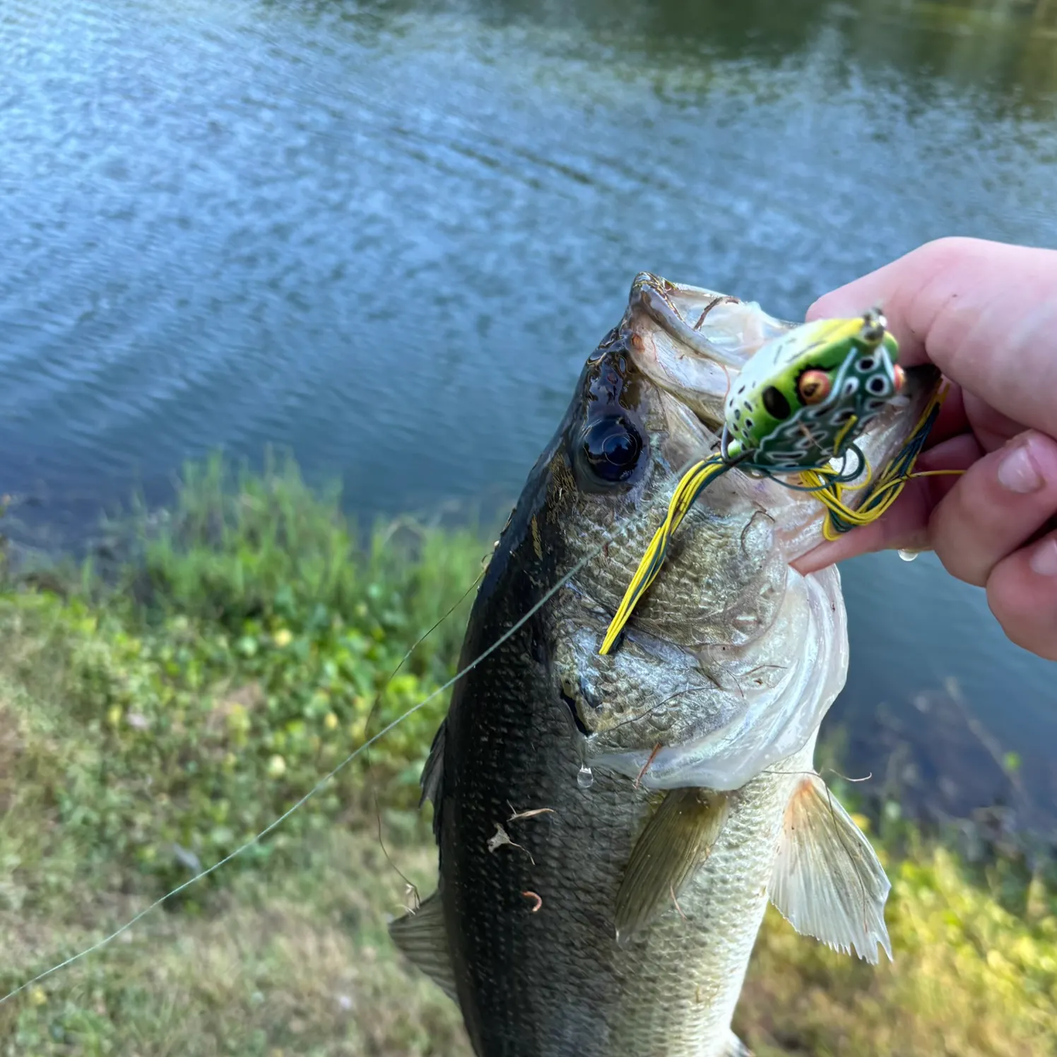 Largemouth bass caught on Fishbrain
