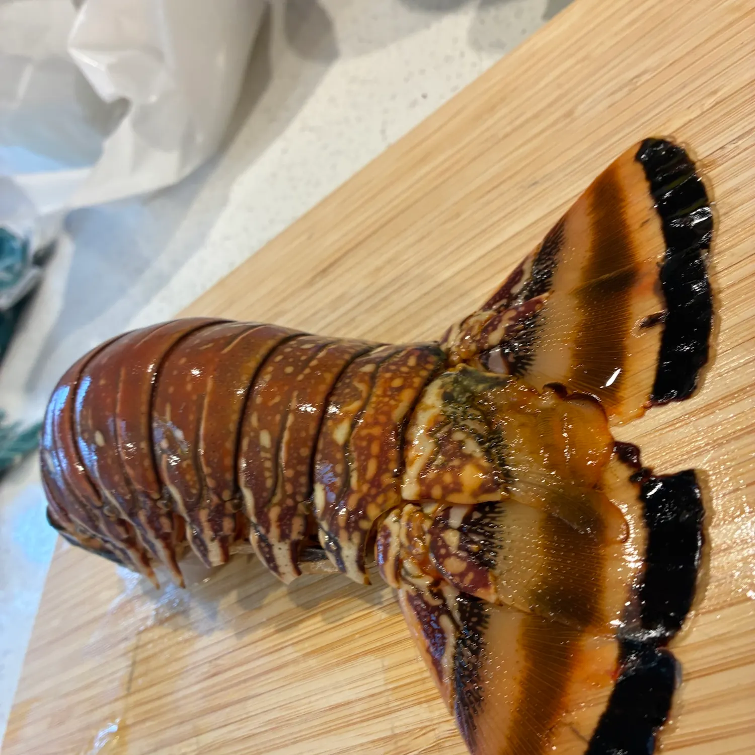 The most recent Caribbean spiny lobster catches on Fishbrain