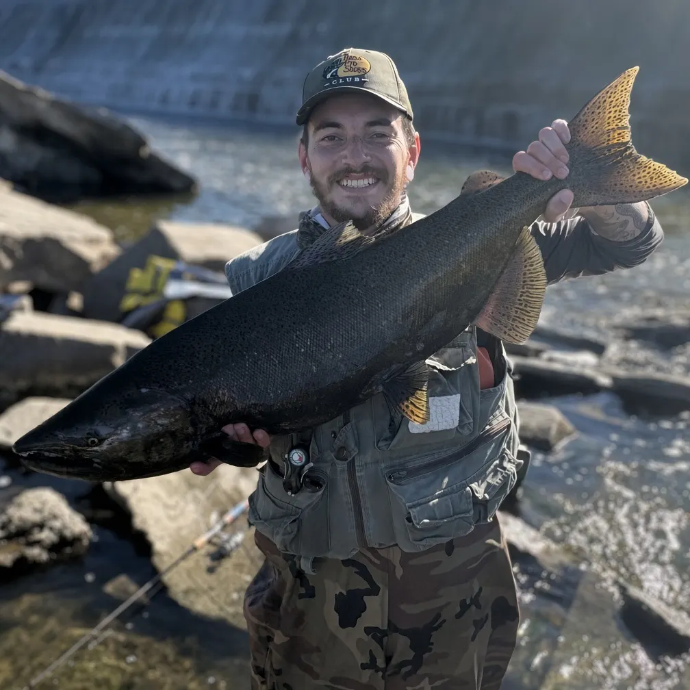 Chinook salmon caught on Fishbrain