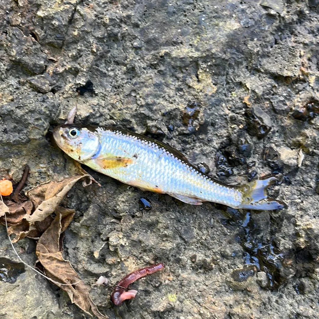 Common shiner caught on Fishbrain