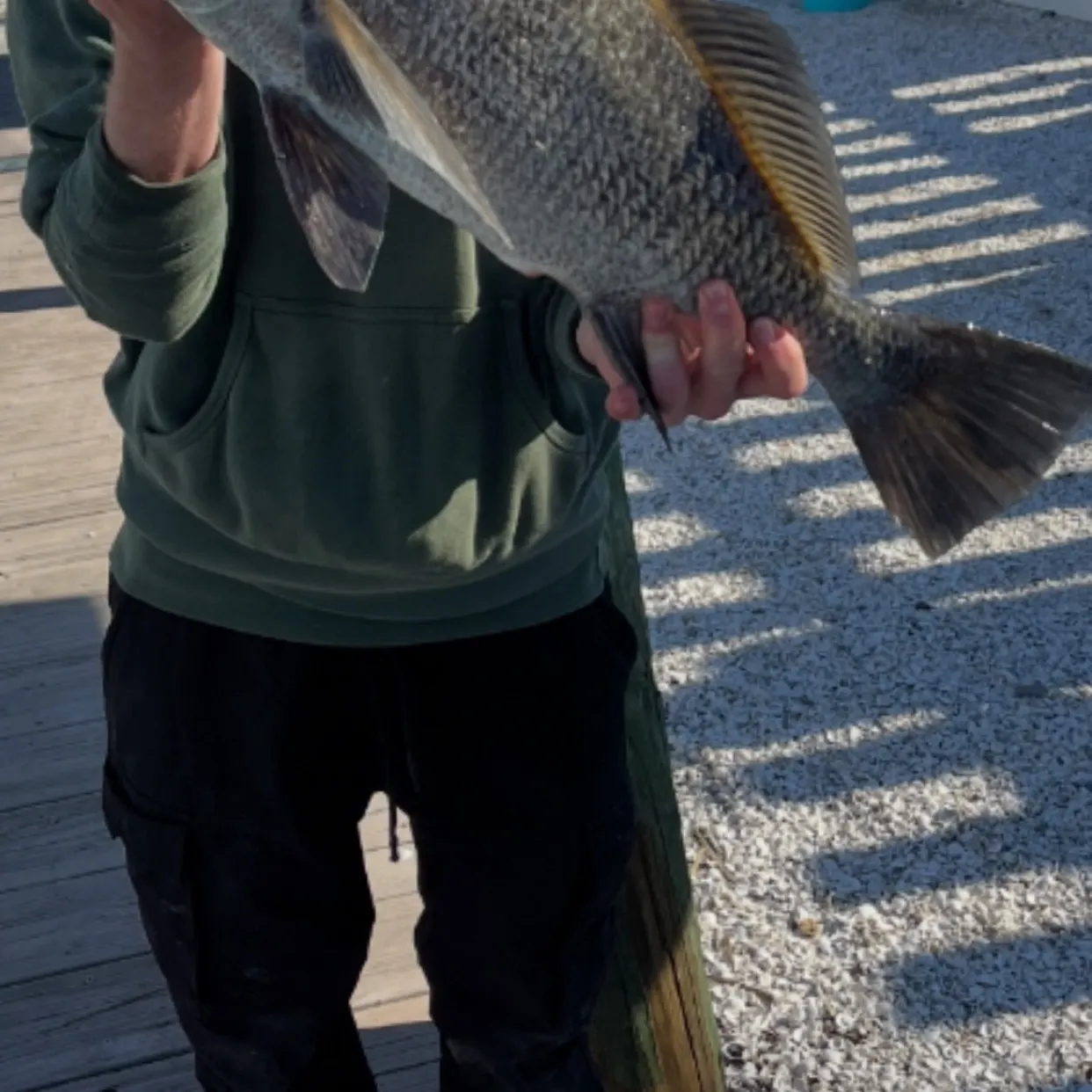 The most recent Black drum catches on Fishbrain