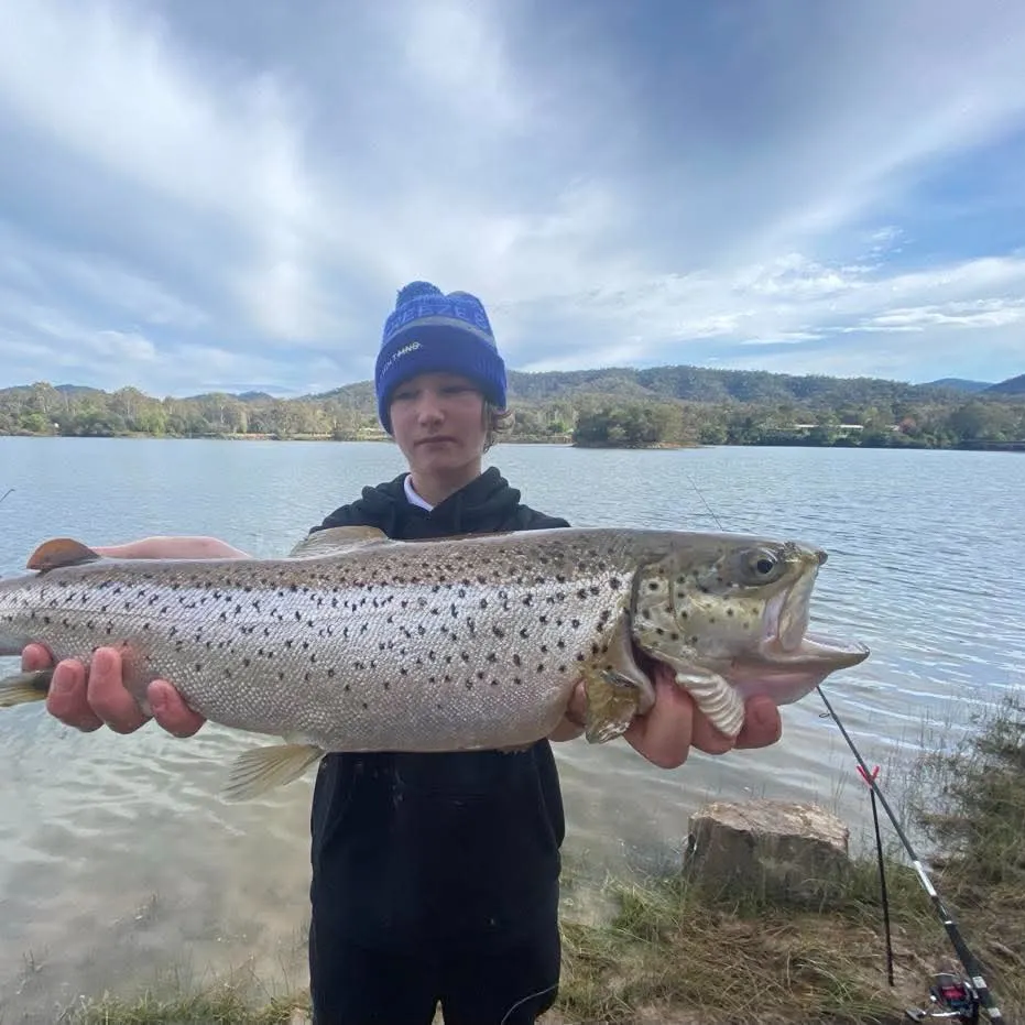 Brown trout caught on Fishbrain