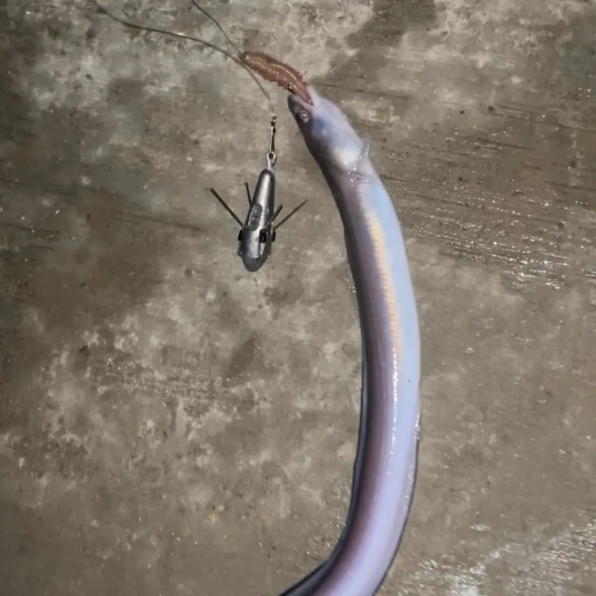European conger caught on Fishbrain