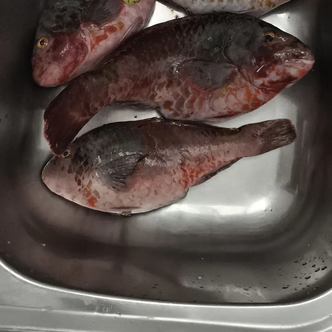 The most recent Mediterranean parrotfish catches on Fishbrain