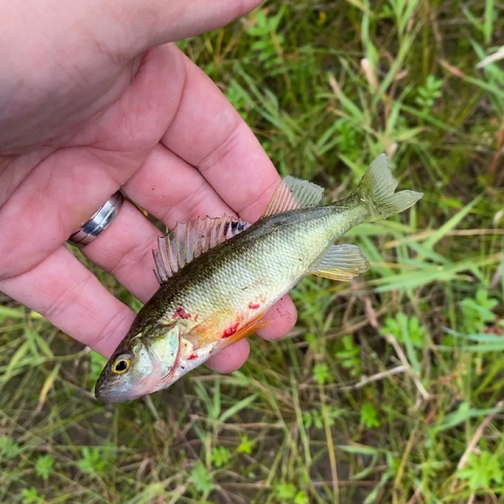 Yellow perch caught on Fishbrain