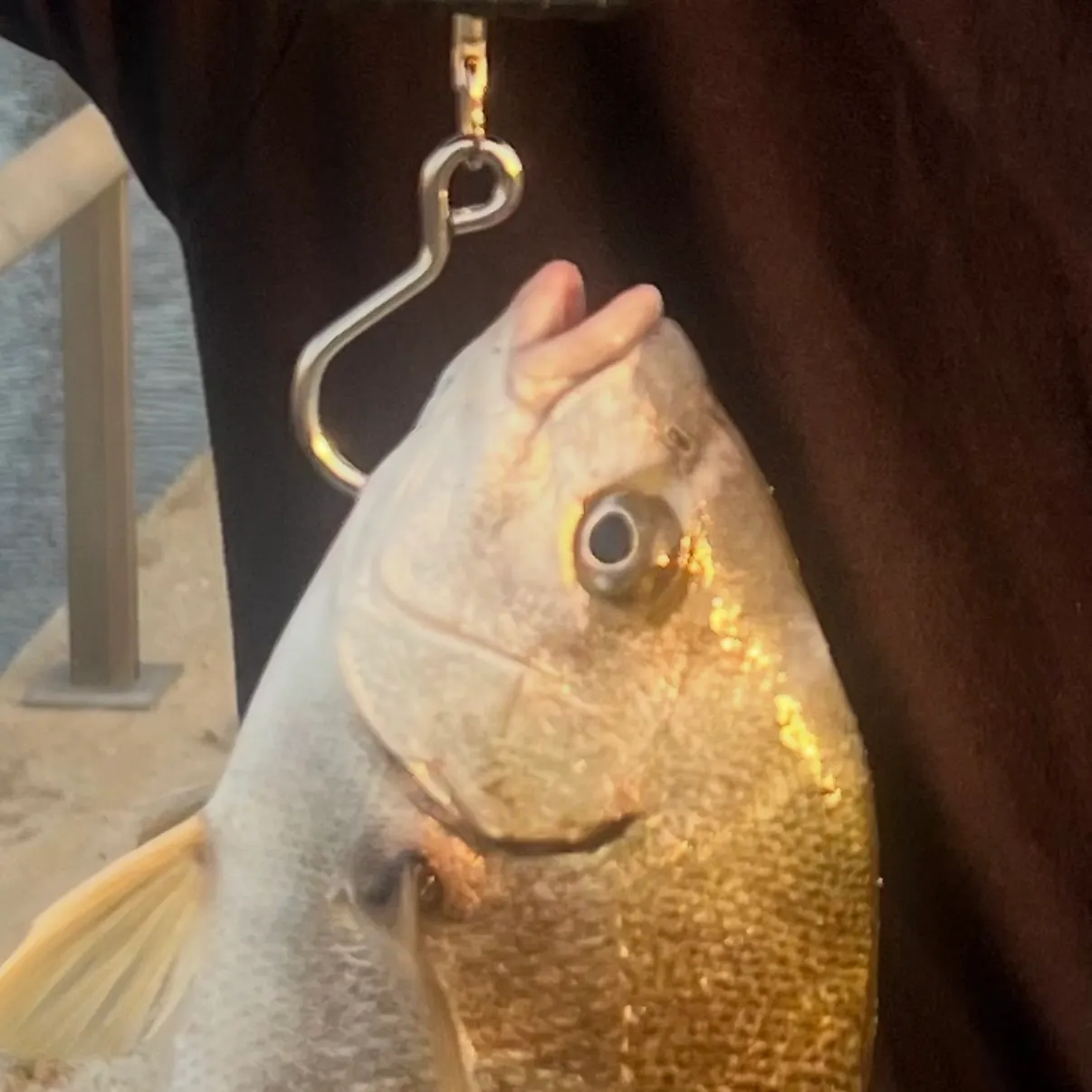 Sargo caught on Fishbrain