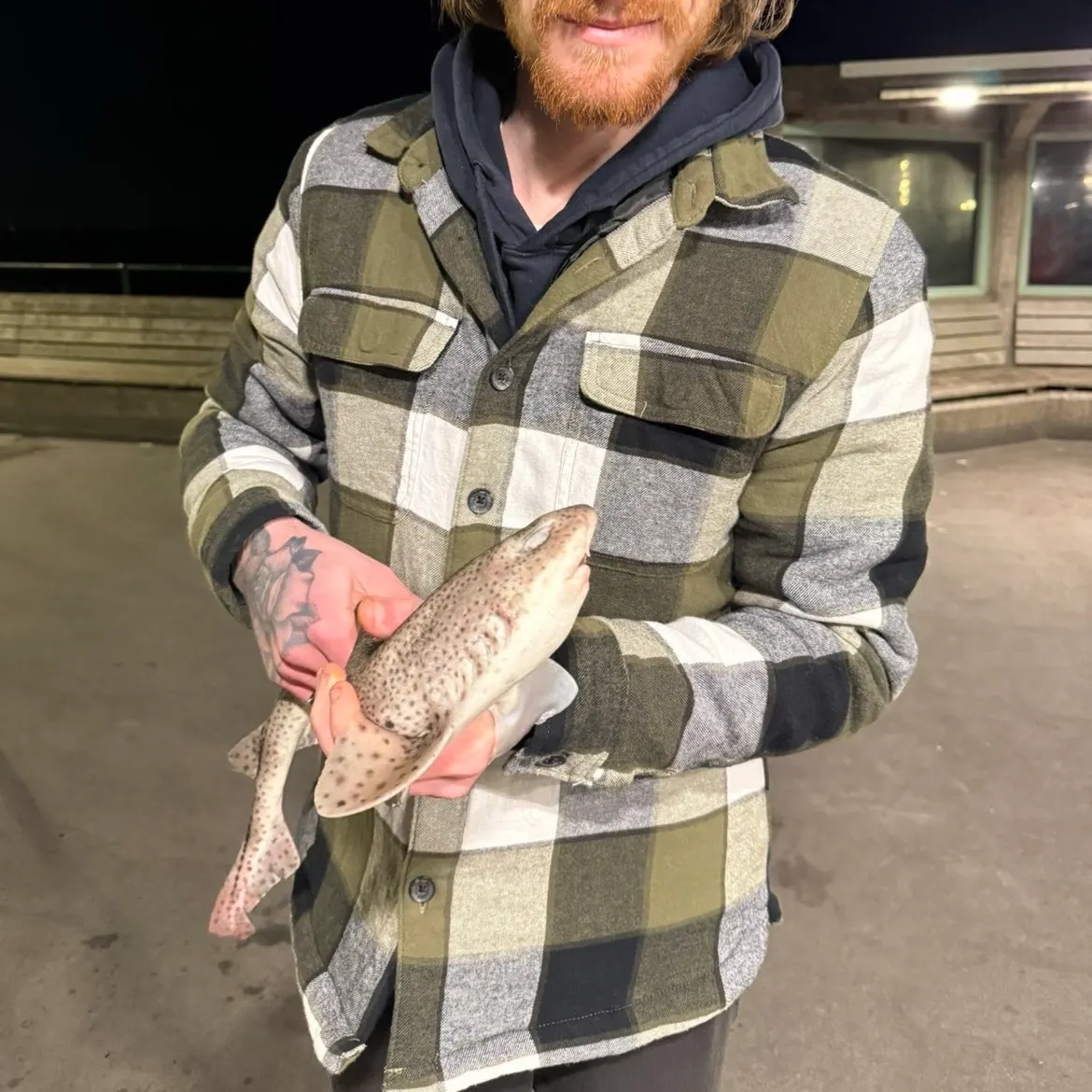 Lesser spotted dogfish caught on Fishbrain